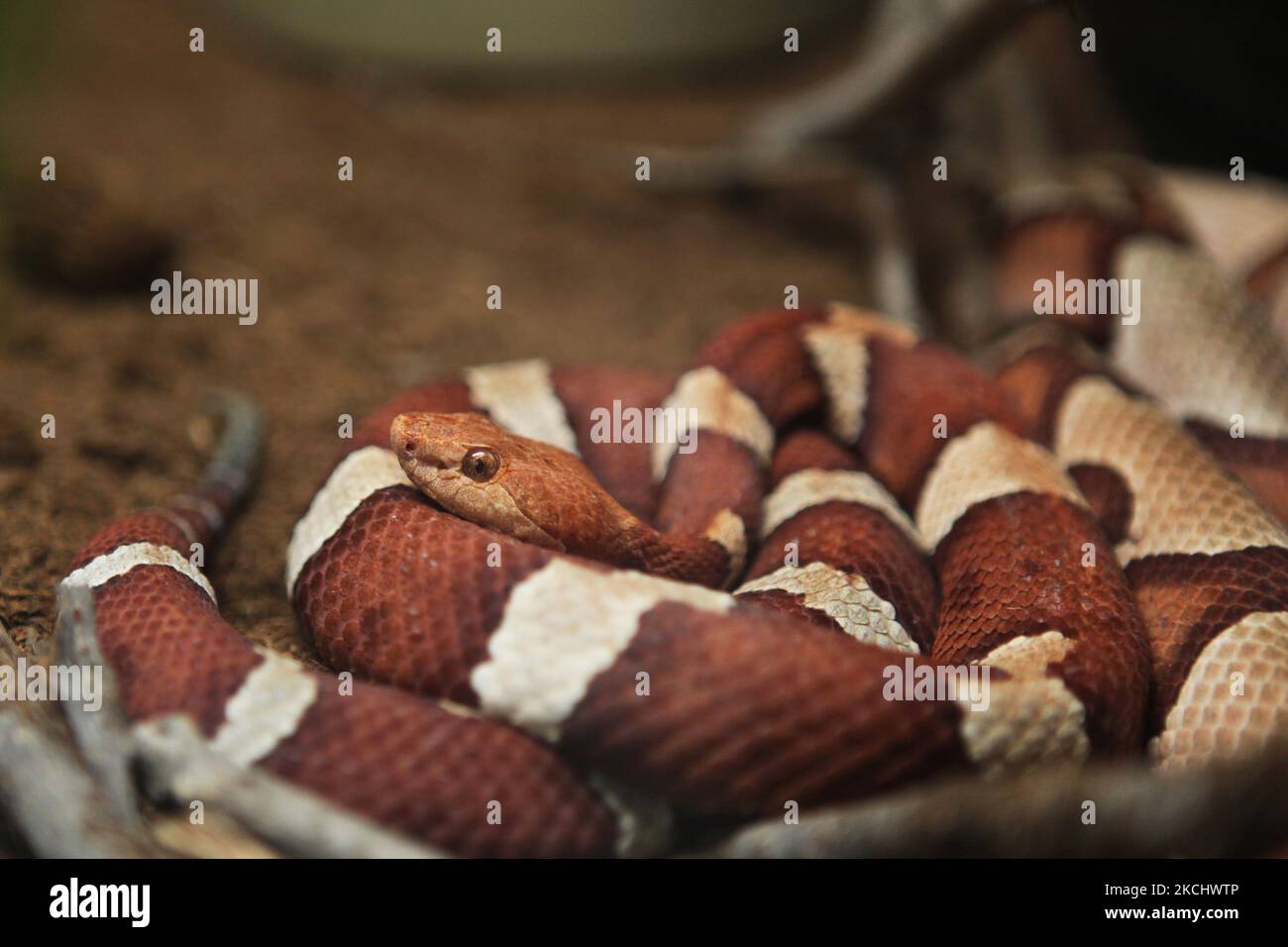 Broad banded copperhead snake hires stock photography and images Alamy