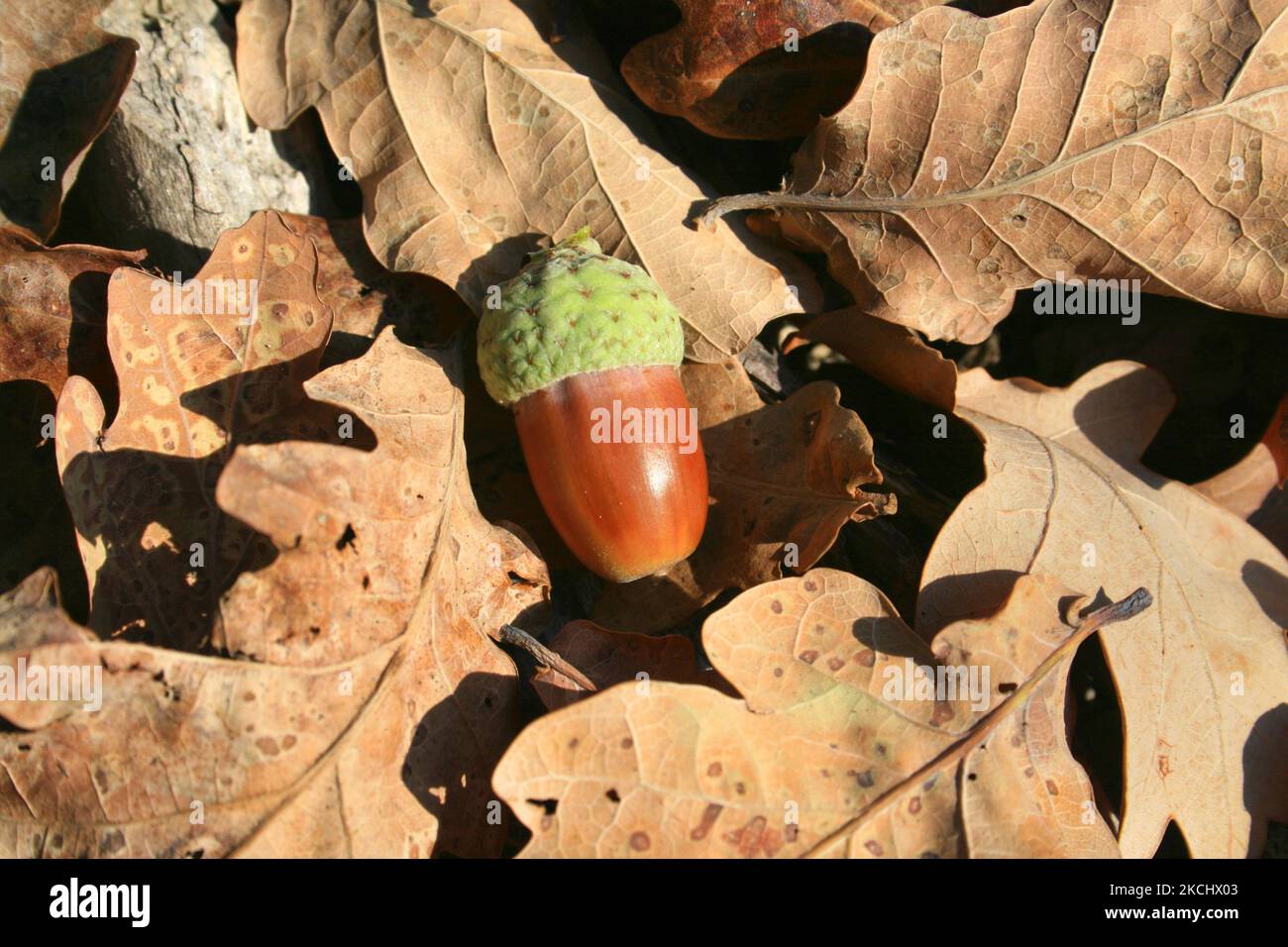 Colourful acorn (quercus) lying on dried oak leaves in the fall, Quebec, Canada. (Photo by Creative Touch Imaging Ltd./NurPhoto) Stock Photo