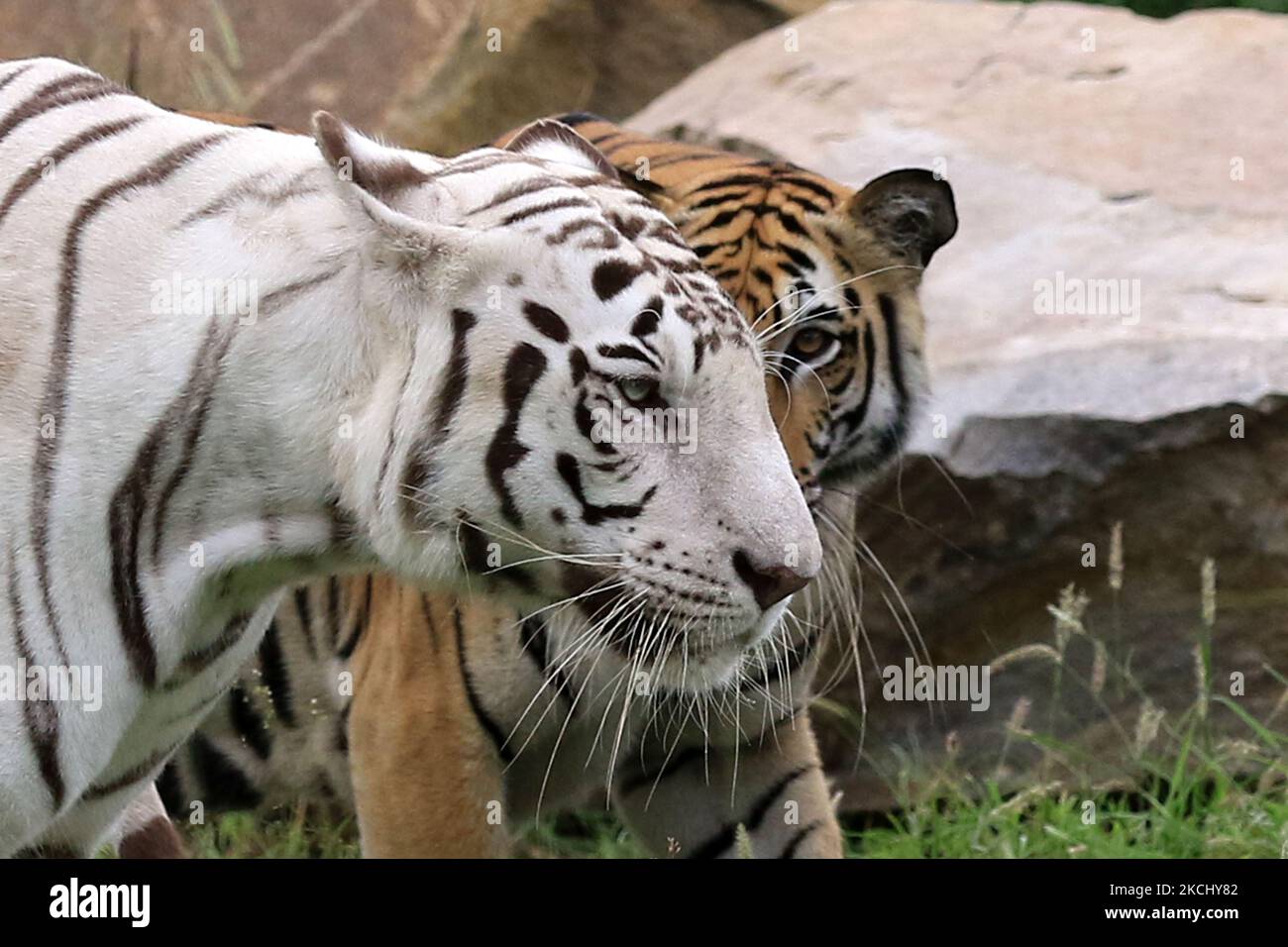 Royal Bengal Tiger (Rani) and White Tiger (Chinu) in their enclosure on ...