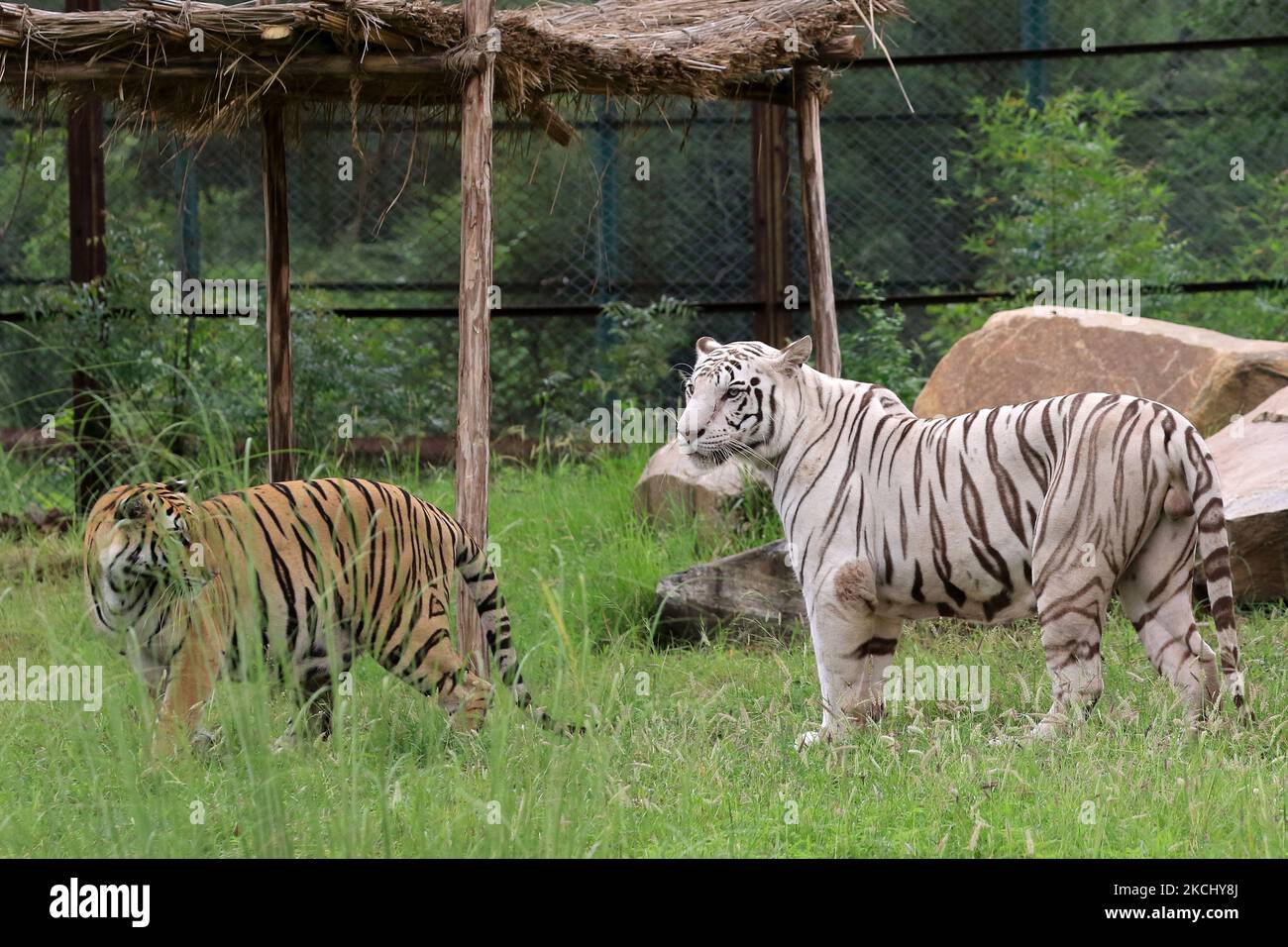 Royal Bengal Tiger (rani) And White Tiger (chinu) In Their Enclosure On 