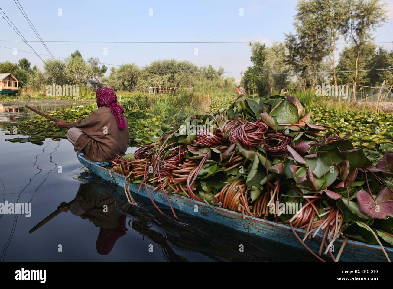 Elderly Kashmiri woman paddles a small boat on Dal Lake filled with bundles of lotus leaves for use as animal fodder in Srinagar, Kashmir, India, in June 26, 2010. (Photo by Creative Touch Imaging Ltd./NurPhoto) Stock Photo