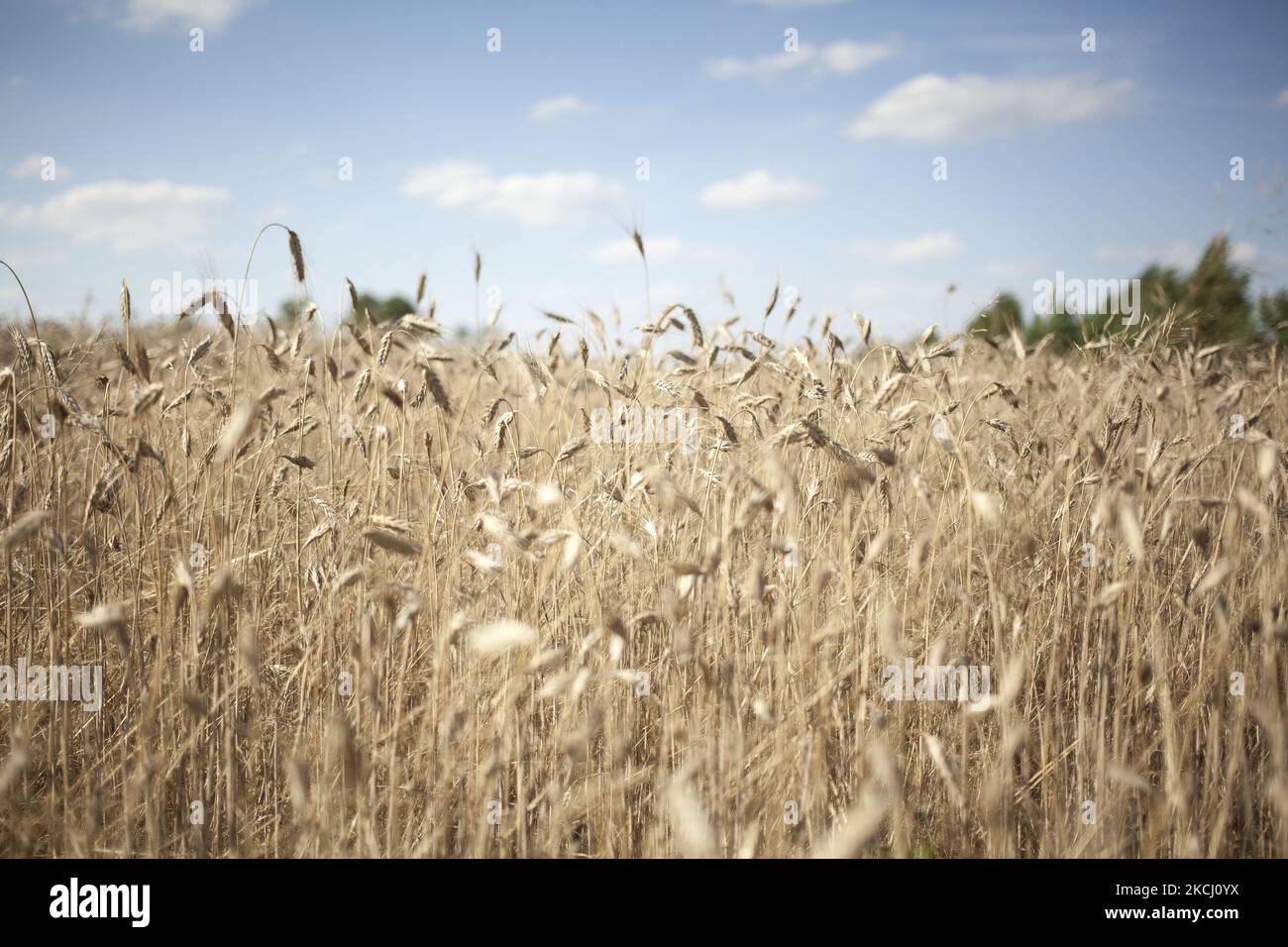 Barley plantation seen in Sochaczew on July 30, 2021. (Photo by Maciej Luczniewski/NurPhoto) Stock Photo