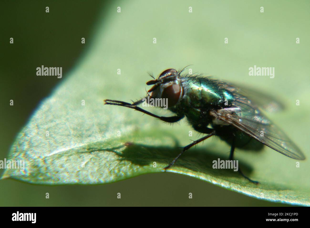green bottle flies lay eggs on Liver at sterile maggot production facility  Stock Photo - Alamy