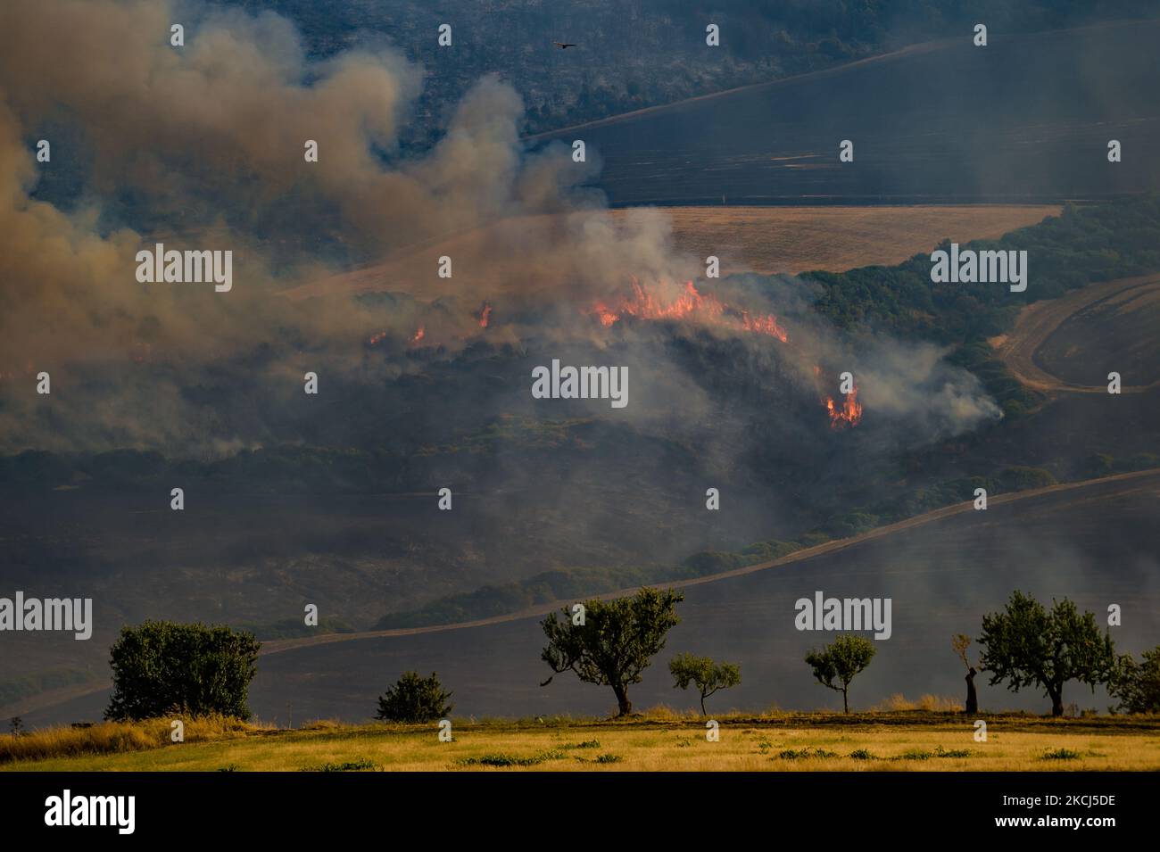 The Difesa Grande forest in flames for several days in Gravina in Puglia on 2 August 2021. The fire that hit the Difesa Grande forest in Gravina in Puglia for more than five days shows no sign of going out. There are always numerous outbreaks which, aided by the wind and the great heat that is hitting the area, continue to feed, destroying hectares and hectares of vegetation. The flames that reached the Refuge refreshment area also passed the asphalt strip of the main road that cuts through the wood, to expand into Bianchini, Lama Cold, Campanale, Marassano areas. There is also apprehension fo Stock Photo