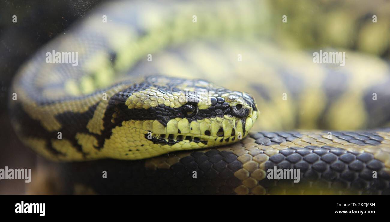 Jungle Carpet Python (Morelia spilota cheynei) on display in Toronto ...