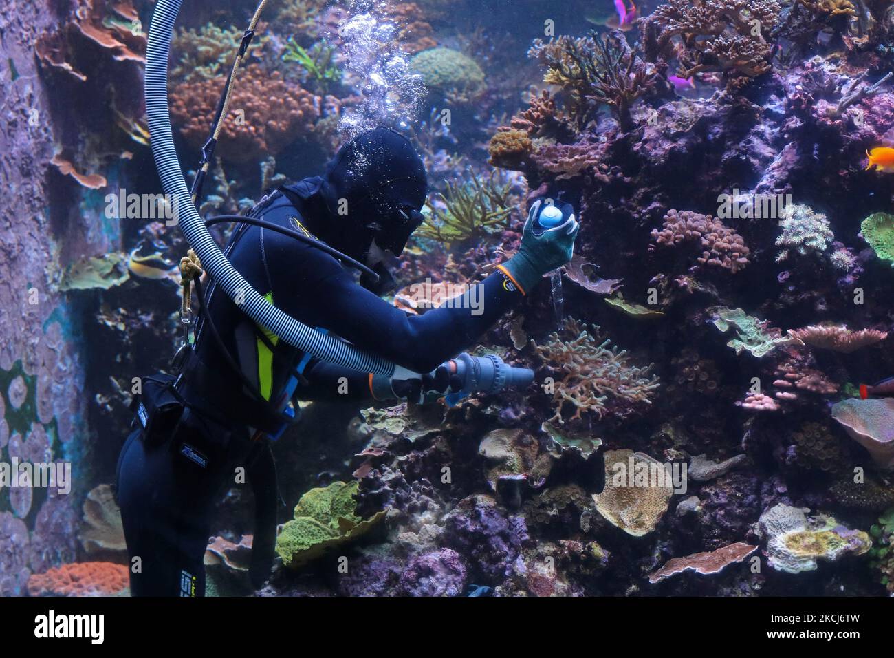 An aquarist performs routine maintenance work at the S.E.A Aquarium