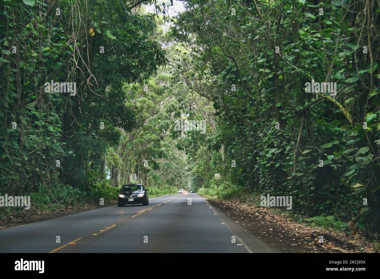 Drivers navigate along a road covered by a thick canopy of greenery on the Hawaiian island of 