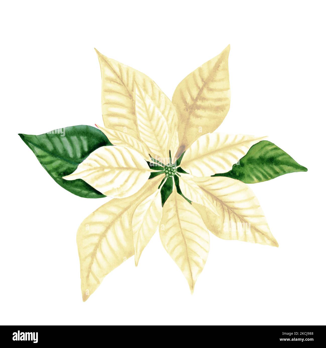 White Poinsettia Clip Art