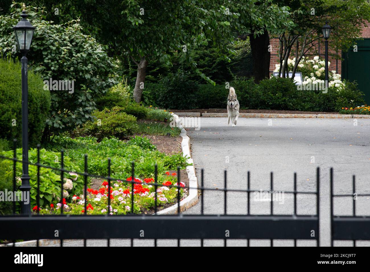 The Governor's dog Captain runs around outside at the entrance to the New York State Executive Mansion, official residence of the Governor of New York Andrew Cuomo, at 138 Eagle Street in Albany, New York on August 5, 2021. (Photo by Karla Ann Cote/NurPhoto) Stock Photo