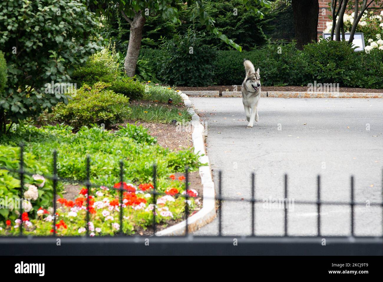 The Governor's dog Captain runs around outside at the entrance to the New York State Executive Mansion, official residence of the Governor of New York Andrew Cuomo, at 138 Eagle Street in Albany, New York on August 5, 2021. (Photo by Karla Ann Cote/NurPhoto) Stock Photo