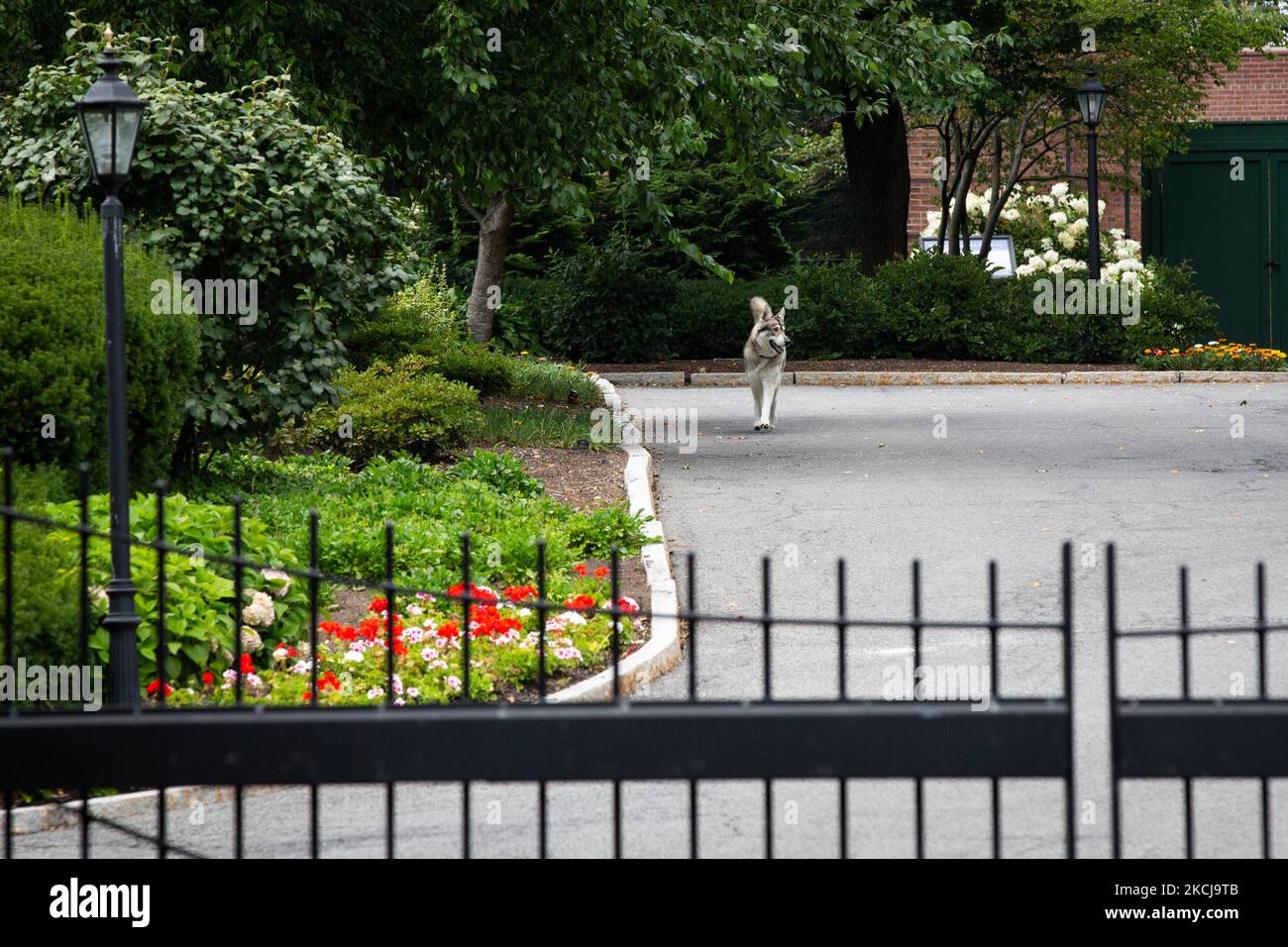 The Governor's dog Captain runs around outside at the entrance to the New York State Executive Mansion, official residence of the Governor of New York Andrew Cuomo, at 138 Eagle Street in Albany, New York on August 5, 2021. (Photo by Karla Ann Cote/NurPhoto) Stock Photo