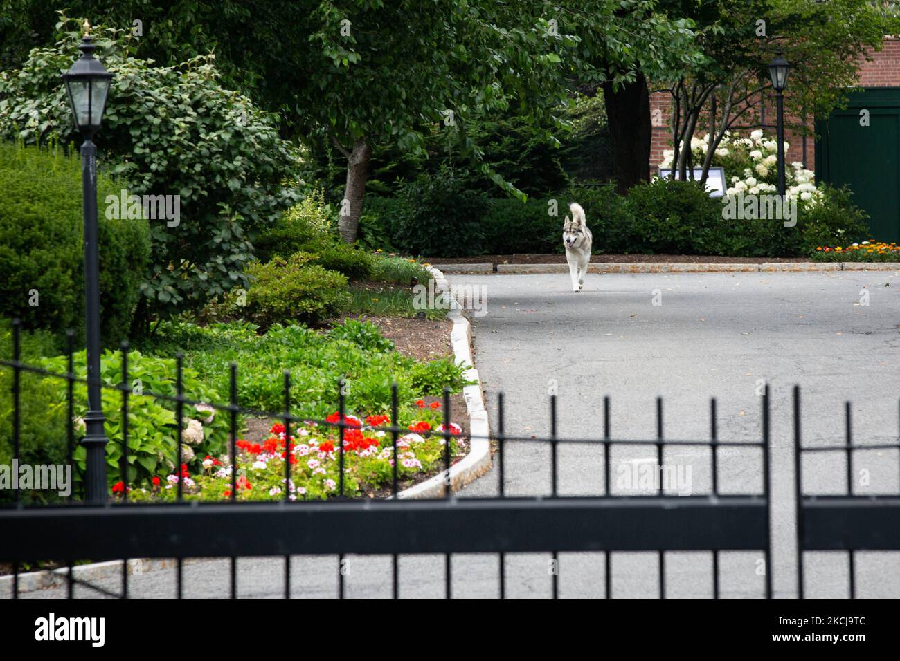 The Governor's dog Captain runs around outside at the entrance to the New York State Executive Mansion, official residence of the Governor of New York Andrew Cuomo, at 138 Eagle Street in Albany, New York on August 5, 2021. (Photo by Karla Ann Cote/NurPhoto) Stock Photo