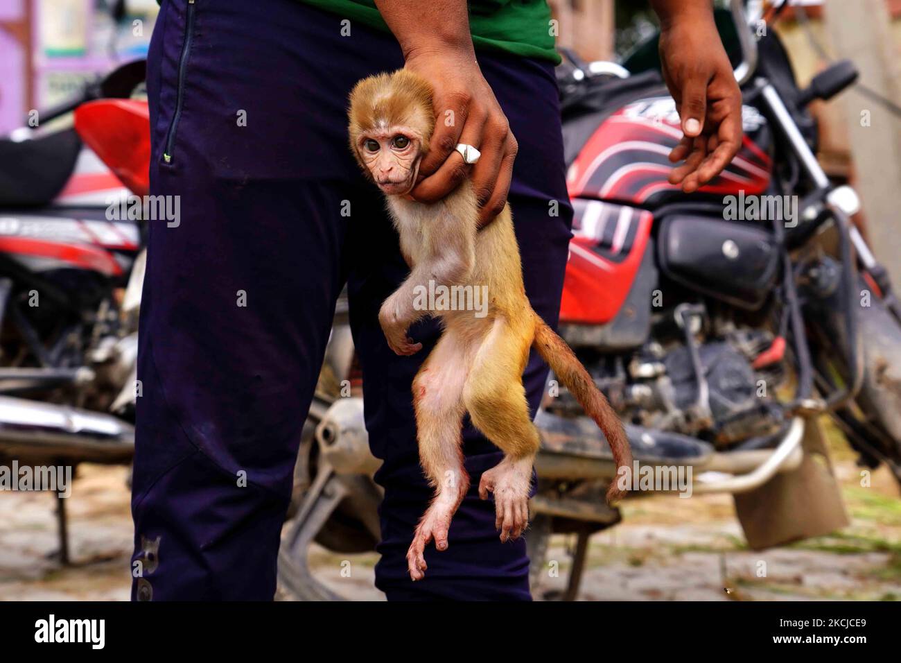 A Wild monkeys huddle in a cage after being caught by trappers at the residential area in Pushkar, Rajasthan, India on 07 August 2021. The monkeys were captured from various parts of the city by a special trained team to rid the locality of monkey menace. The monkeys will be released in forested areas on the outskirts of Pushkar. (Photo by Himanshu Sharma/NurPhoto) Stock Photo