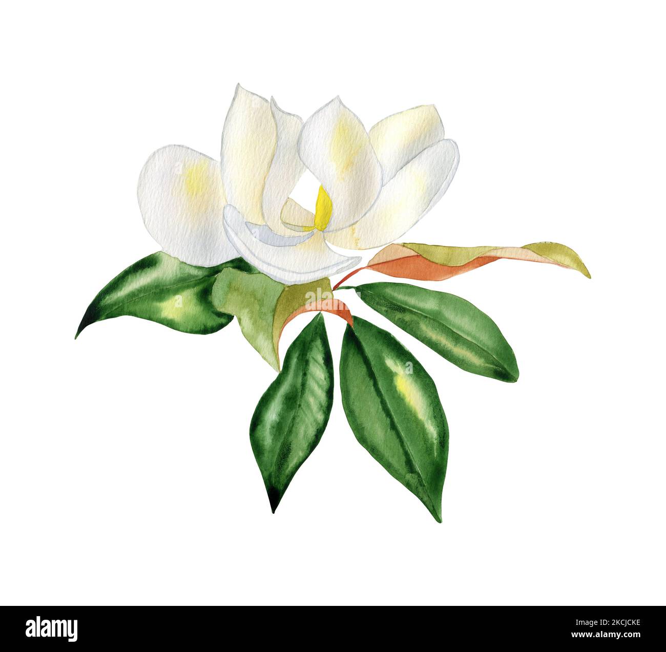 White magnolia flower on a branch with leaves watercolor illustration ...