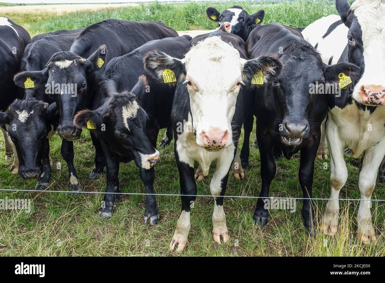 Herd of cows on the pasture is seen near Allerup, Denmark on 5 August ...