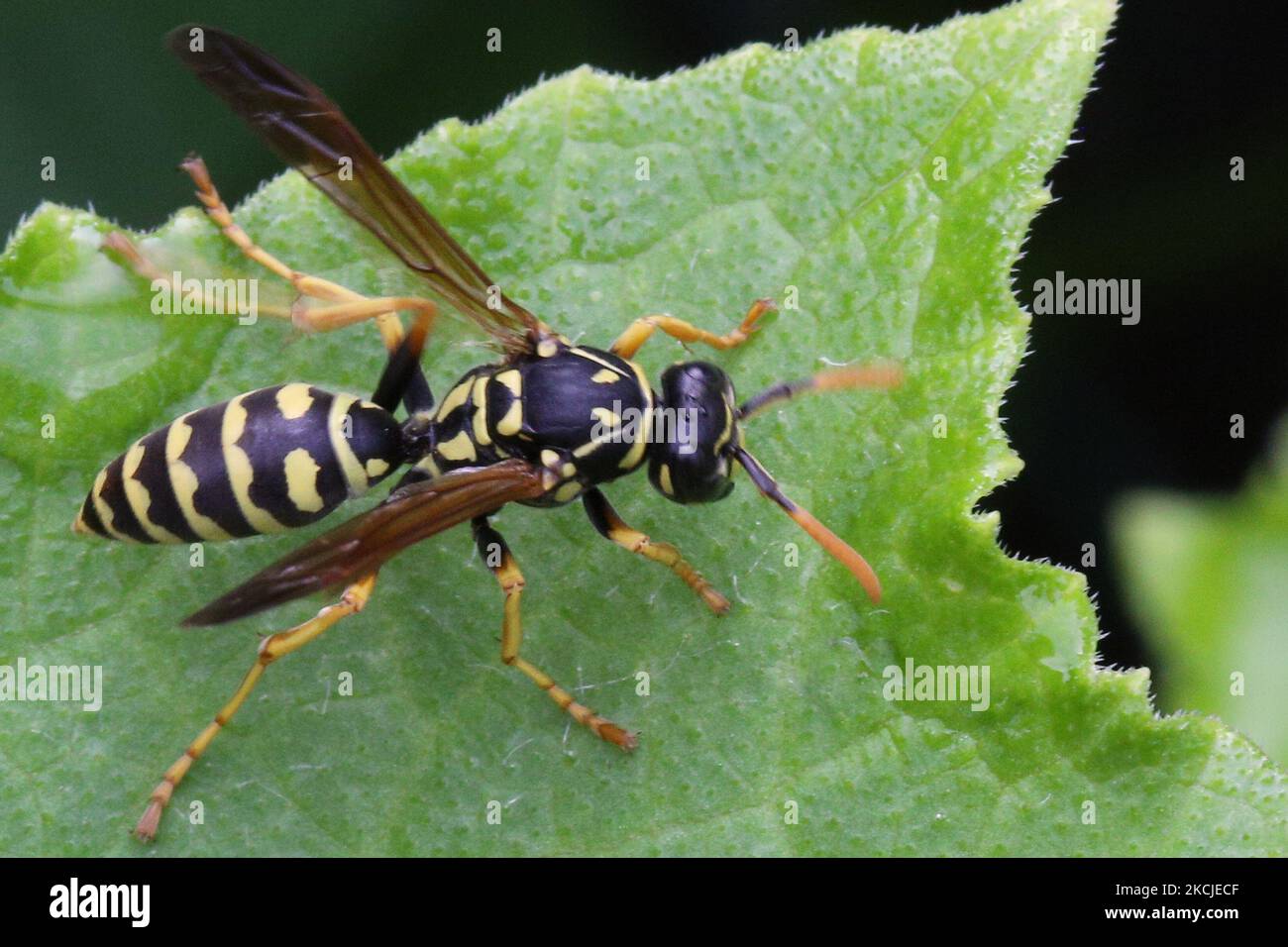 European paper wasp (Polistes dominula) on a leaf in Toronto, Ontario, Canada, on August 08, 2021. (Photo by Creative Touch Imaging Ltd./NurPhoto) Stock Photo