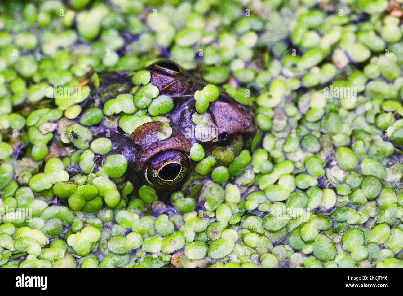 Green Frog (Lithobates clamitans) peaking its head out above some duckweed in a small pond in Toronto, Ontario, Canada, on August 10, 2021. (Photo by Creative Touch Imaging Ltd./NurPhoto) Stock Photo
