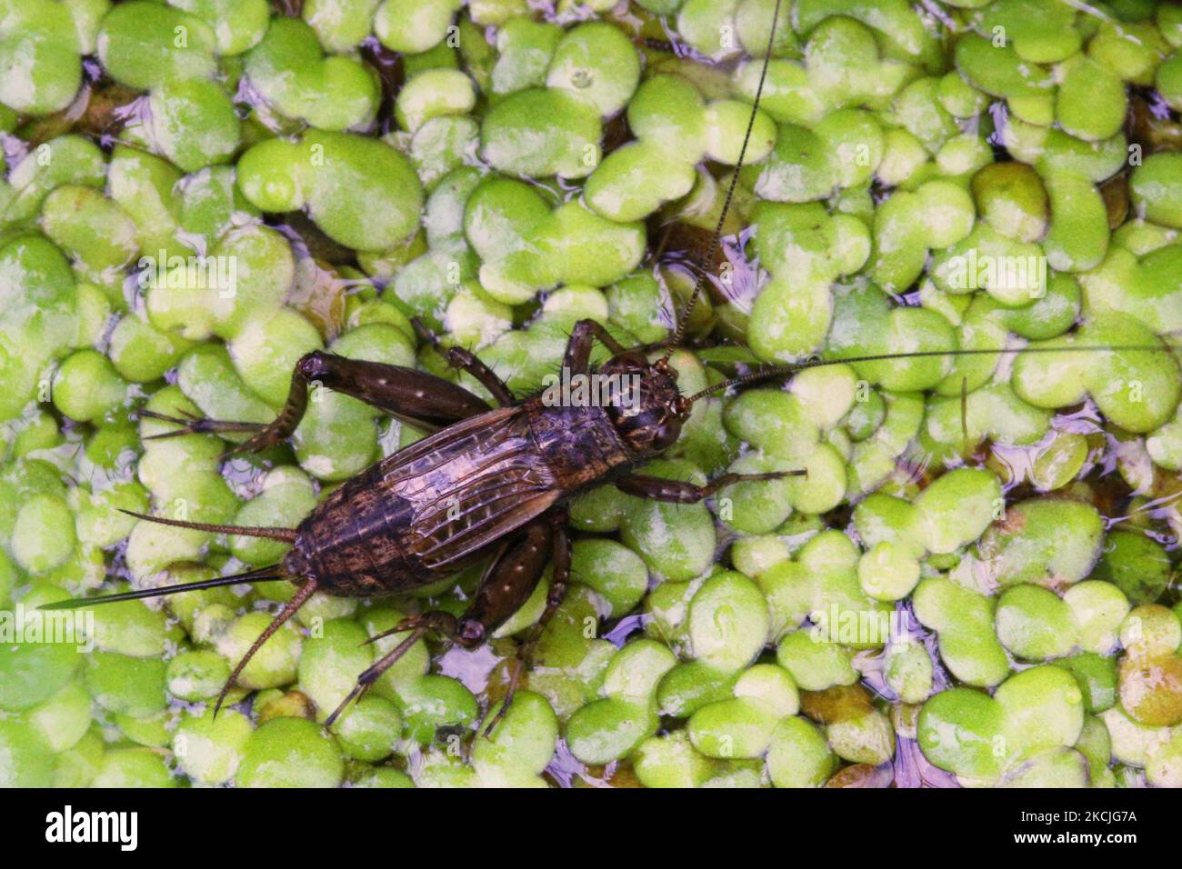 Field Cricket (Gryllus spp.) in Toronto, Ontario, Canada, on August 10