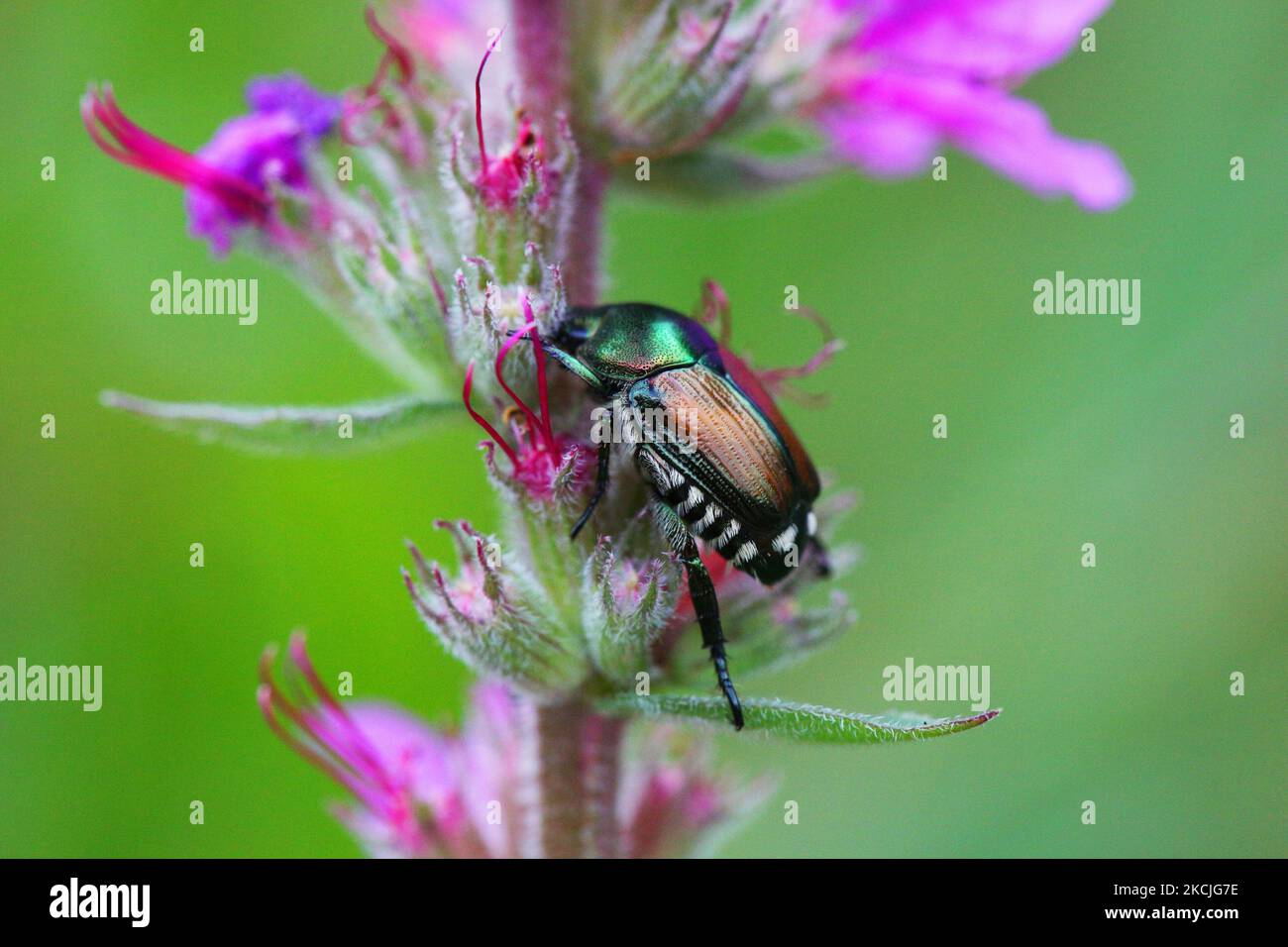 Invasive japonica popillia hi-res stock photography and images - Alamy