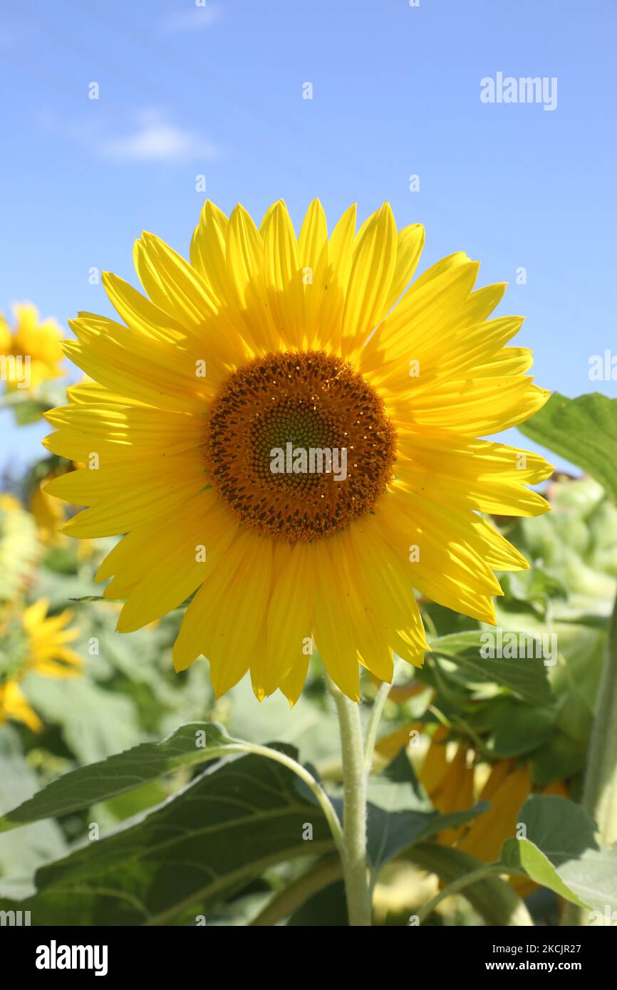 Sunflowers (Helianthus annuus) growing in a farmer's field in Markham