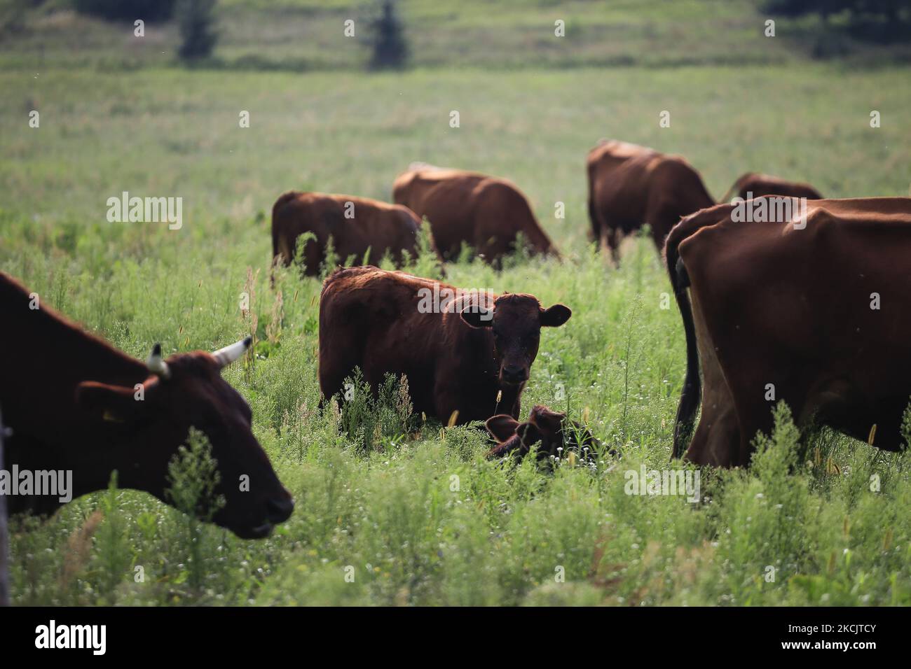 Cow breeding seen near Krynki on August 14, 2021. (Photo by Maciej Luczniewski/NurPhoto) Stock Photo