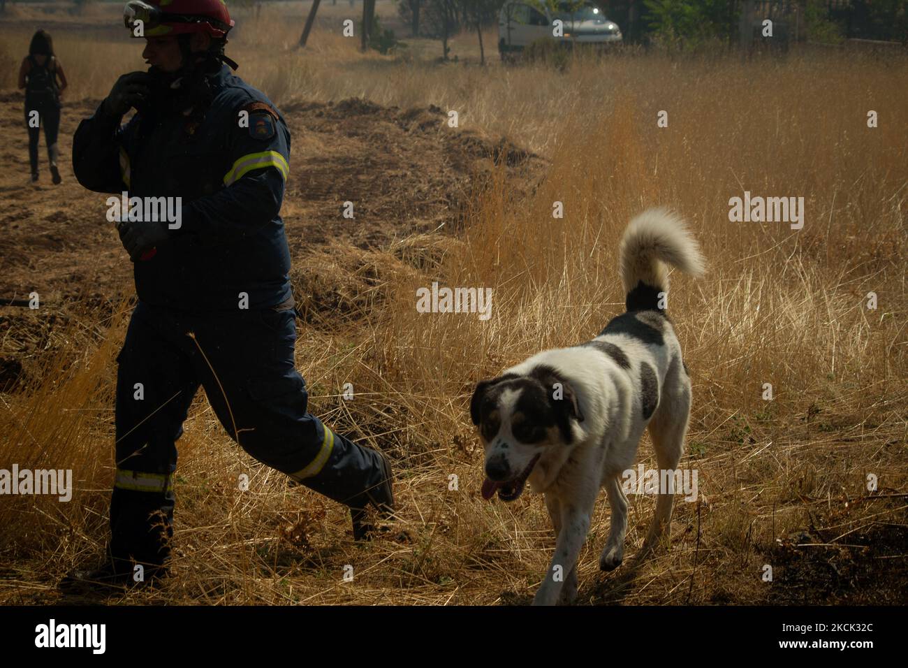 A firefighter rescuing a dog that was running close to the flames. On August 23rd, in 2021 in Vilia, Attica (Athens), Greece. (Photo by Maria Chourdari/NurPhoto) Stock Photo