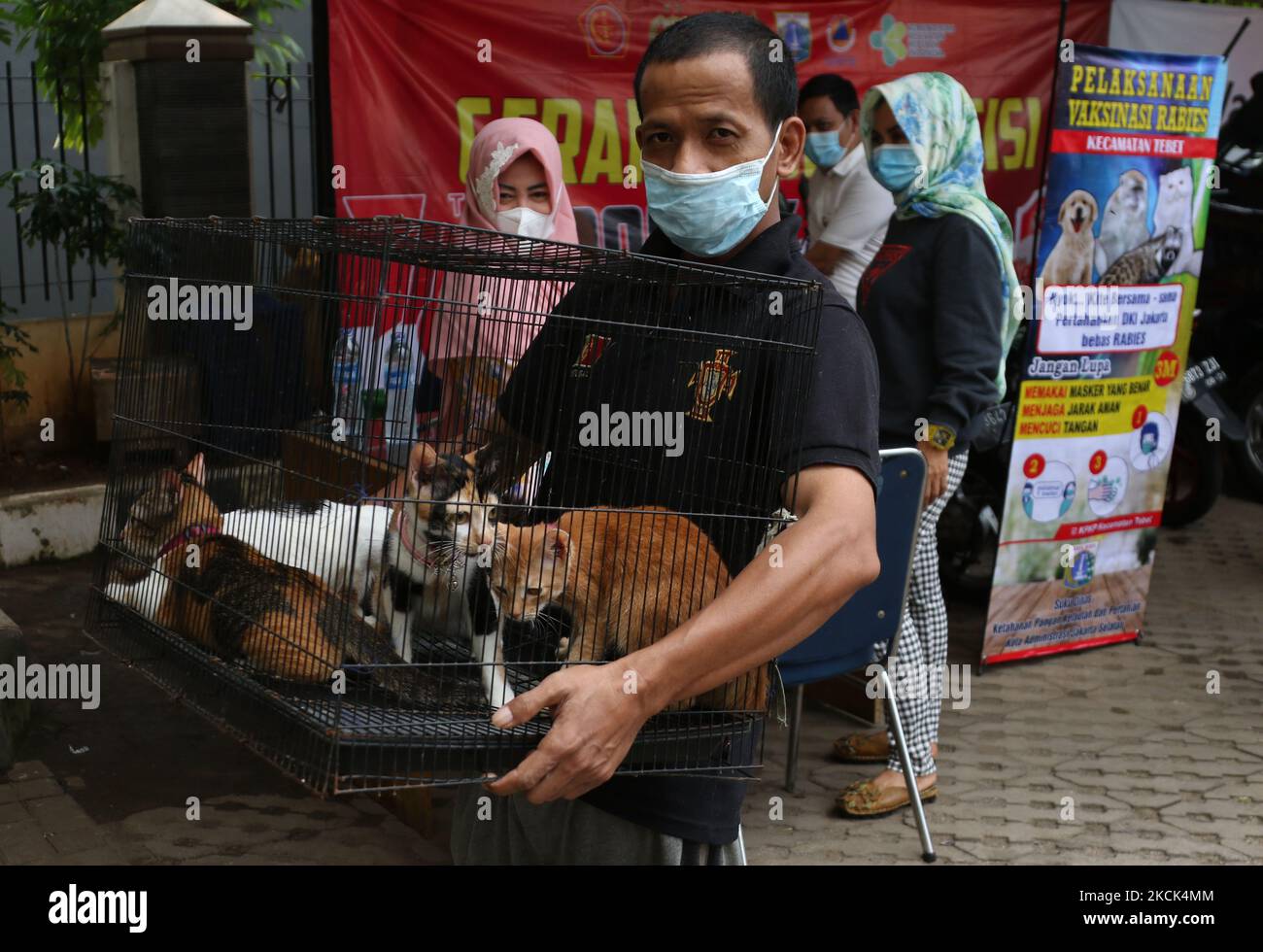 BUKIT DURI, JAKARTA, AGUSTUS - 24 : Petugas Sudin Ketahanan Pangan, Kelautan dan Pertanian (KPKP) menyuntikkan vaksin rabies kepada kucing peliharaan milik warga di Kelurahan Bukit Duri, Jakarta, pada Agustus, 24,2021. Vaksinasi rabies yang diberikan oleh Sudin Ketahanan Pangan, Kelautan dan Pertanian (KPKP) ini bertujuan mencegah penyebaran penyakit rabies di wilayah Jakarta Selatan serta menjaga kesehatan hewan peliharaan milik warga. (Photo by Dasril Roszandi/NurPhoto) Stock Photo