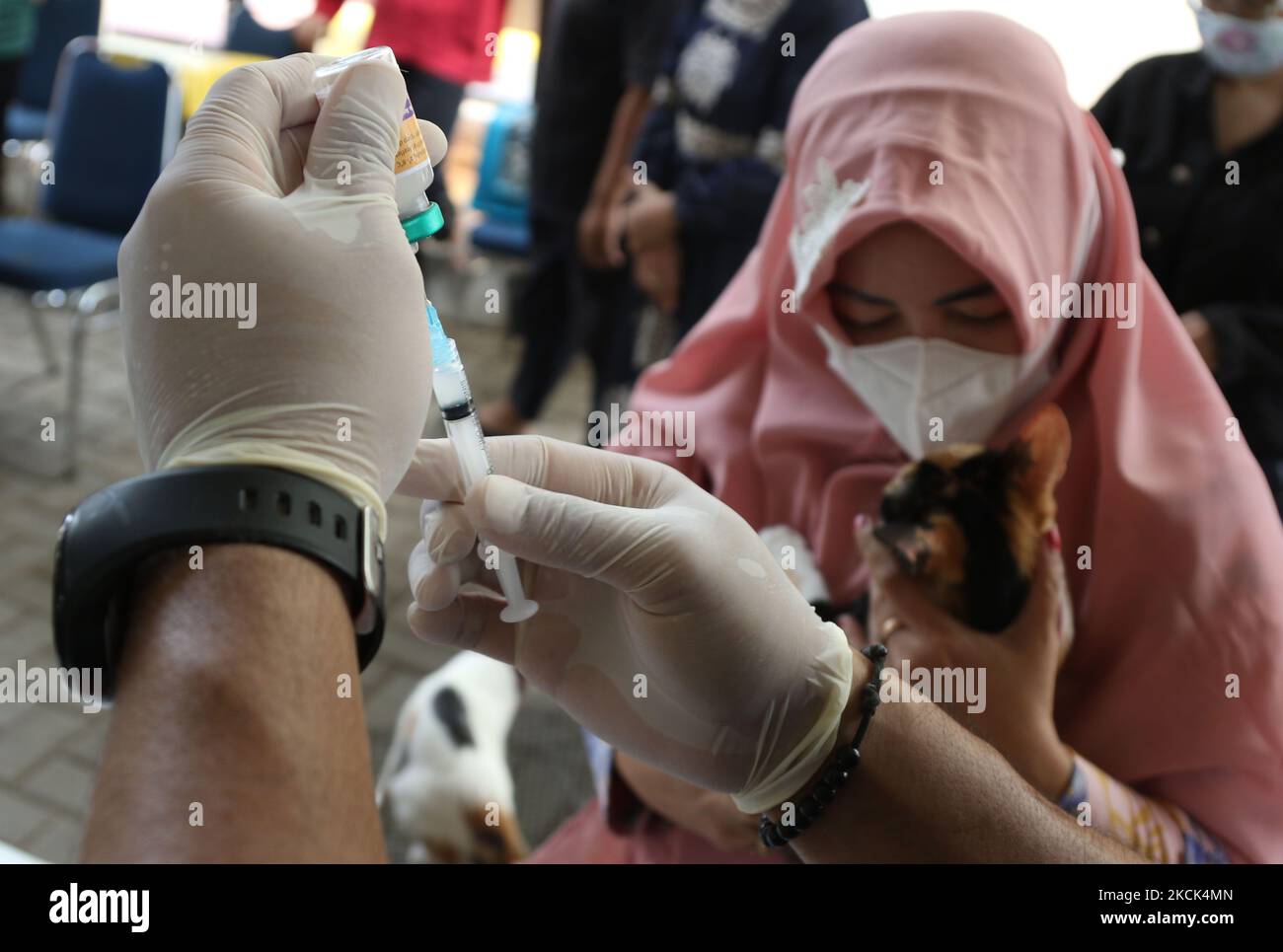 BUKIT DURI, JAKARTA, AGUSTUS - 24 : Petugas Sudin Ketahanan Pangan, Kelautan dan Pertanian (KPKP) menyuntikkan vaksin rabies kepada kucing peliharaan milik warga di Kelurahan Bukit Duri, Jakarta, pada Agustus, 24,2021. Vaksinasi rabies yang diberikan oleh Sudin Ketahanan Pangan, Kelautan dan Pertanian (KPKP) ini bertujuan mencegah penyebaran penyakit rabies di wilayah Jakarta Selatan serta menjaga kesehatan hewan peliharaan milik warga. (Photo by Dasril Roszandi/NurPhoto) Stock Photo