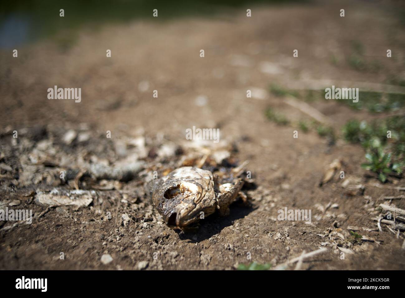 A dead fish on the reed bed of the Capestang' marsh. There's is still water but it's eutrophicated and lack of oxygen The marsh of Capestang in the Herault and Aude department is drying out as scorching temperatures and lack of rain hit it hard. The marsh covers an area of 1,374 ha (13,74 square kilometers). The pond is classified as a Natura 2000 zone (network of nature protection areas in the territory of the European Union) and in a ZPS (special Protection Area for wild birds). Many fish, crawfish, mussels died due to the low water level and lack of oxygen in the water. Toulouse. Capestang. Stock Photo