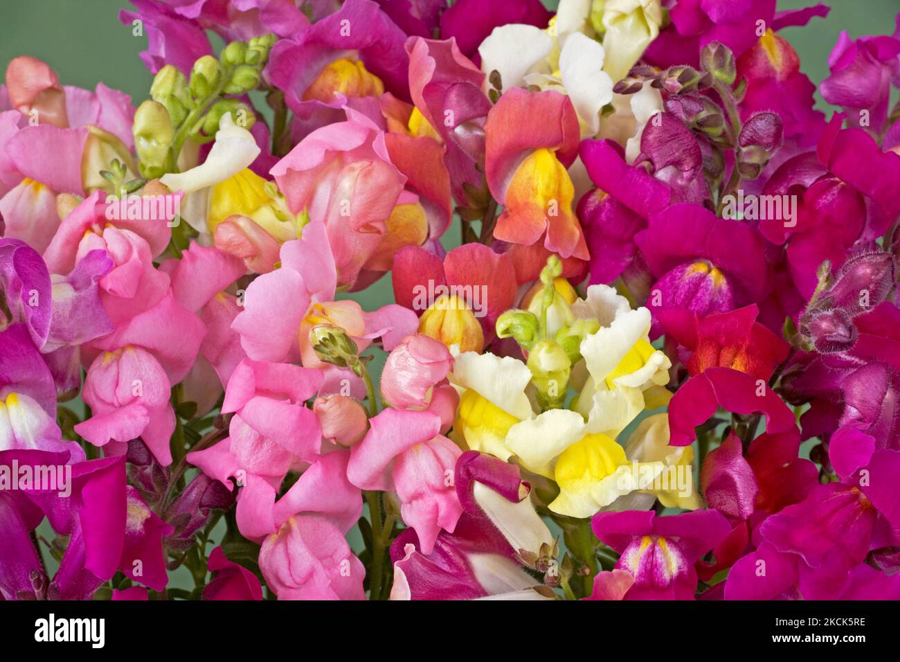Antirrhinum majus "Tom Thumb", Snapdragon Stock Photo Alamy