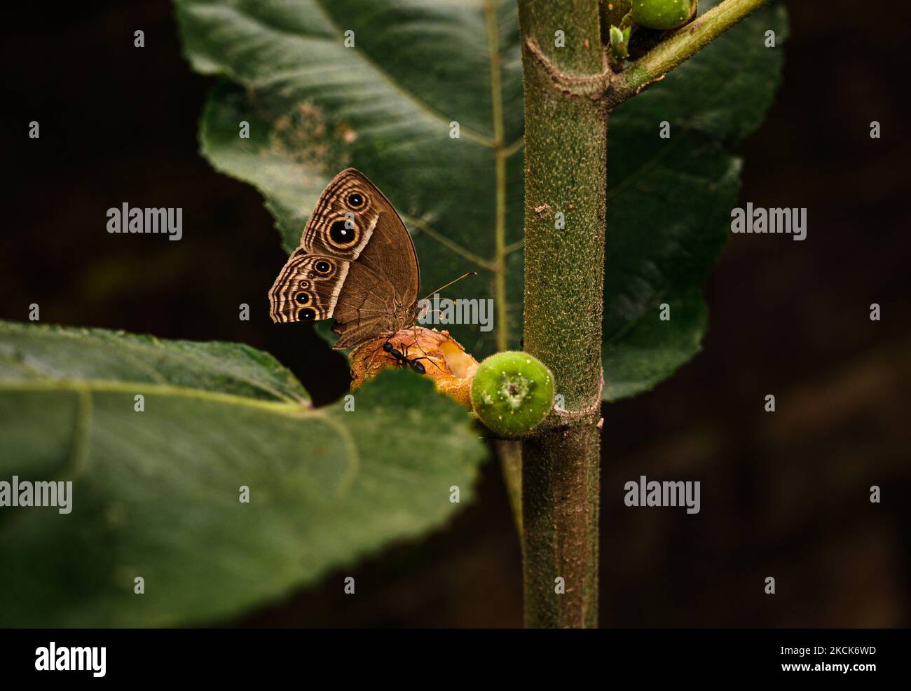 The dark-brand bush brown (Mycalesis mineus) butterfly is a species of satyrine butterfly found in Asia is eating ripe figs at Tehatta, West Bengal, India on August 26, 2021 (Photo by Soumyabrata Roy/NurPhoto) Stock Photo