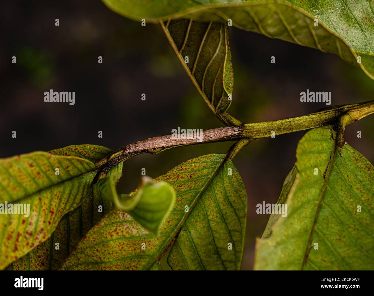 The castor semi-looper or croton caterpillar (Achaea janata) is an erebid moth, the caterpillars of which are termed 'semi-loopers' due to their mode of locomotion. It is found from the Indo-Australian tropics and subtropics, extending south to New Zealand and east through the Pacific archipelagoes to Easter Island. It is a major pest of castor throughout the world. A croton caterpillar is mimicking a guava tree branch for self-defense at Tehatta, West Bengal; India on 26/08/2021. (Photo by Soumyabrata Roy/NurPhoto) Stock Photo