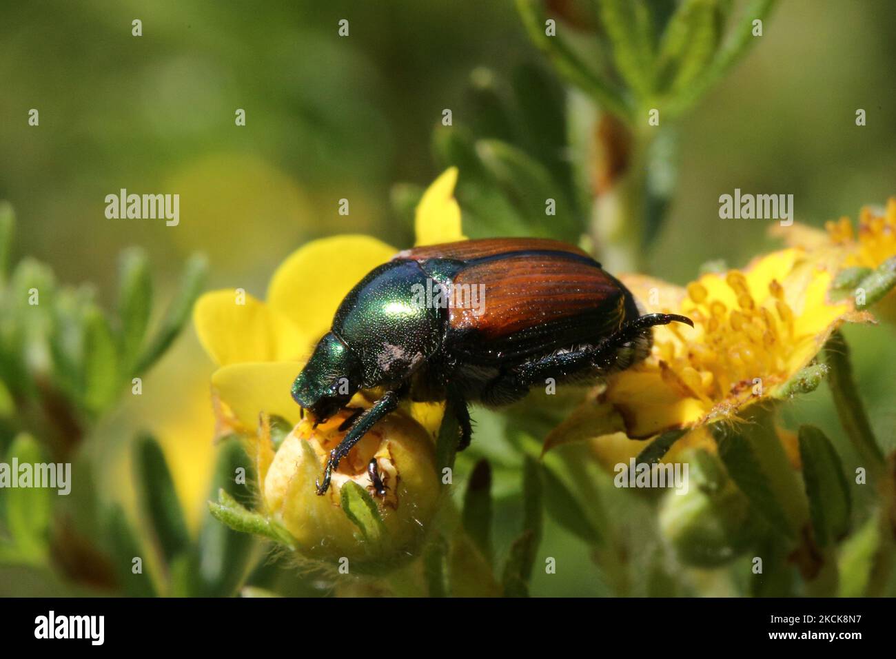 Japanese beetle popillia japonica hi-res stock photography and images ...
