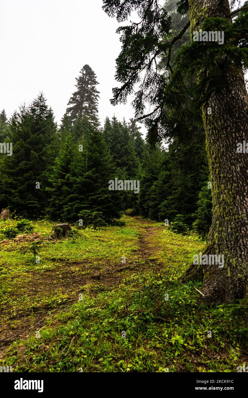 Green slopes covered with fir trees in in summer day Stock