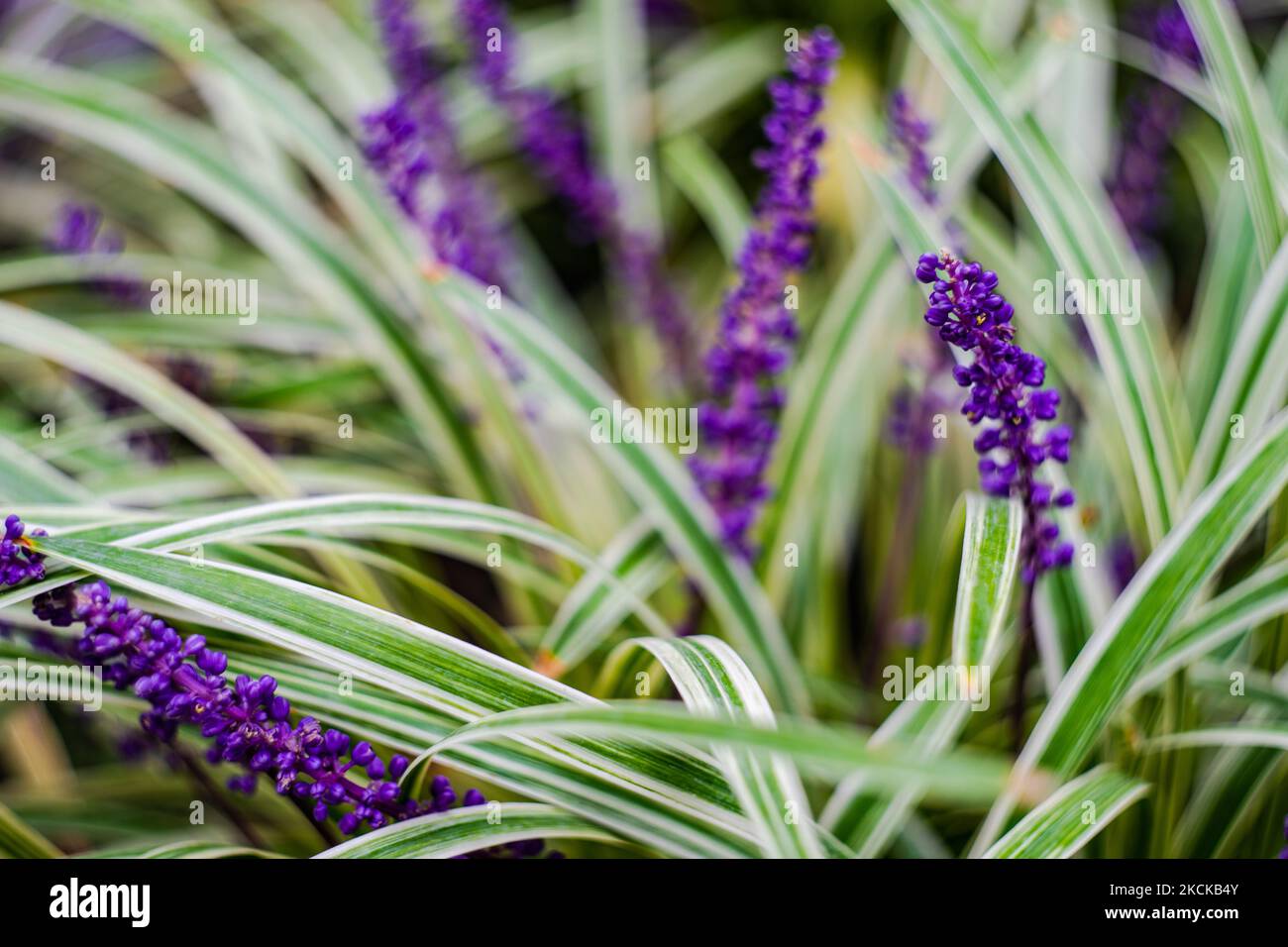 Autumnal flower bed in the park with Lilyturf Plant (Liriope muscari) Stock Photo