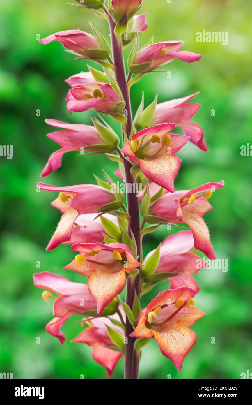 Digitalis illumination flame hires stock photography and images Alamy
