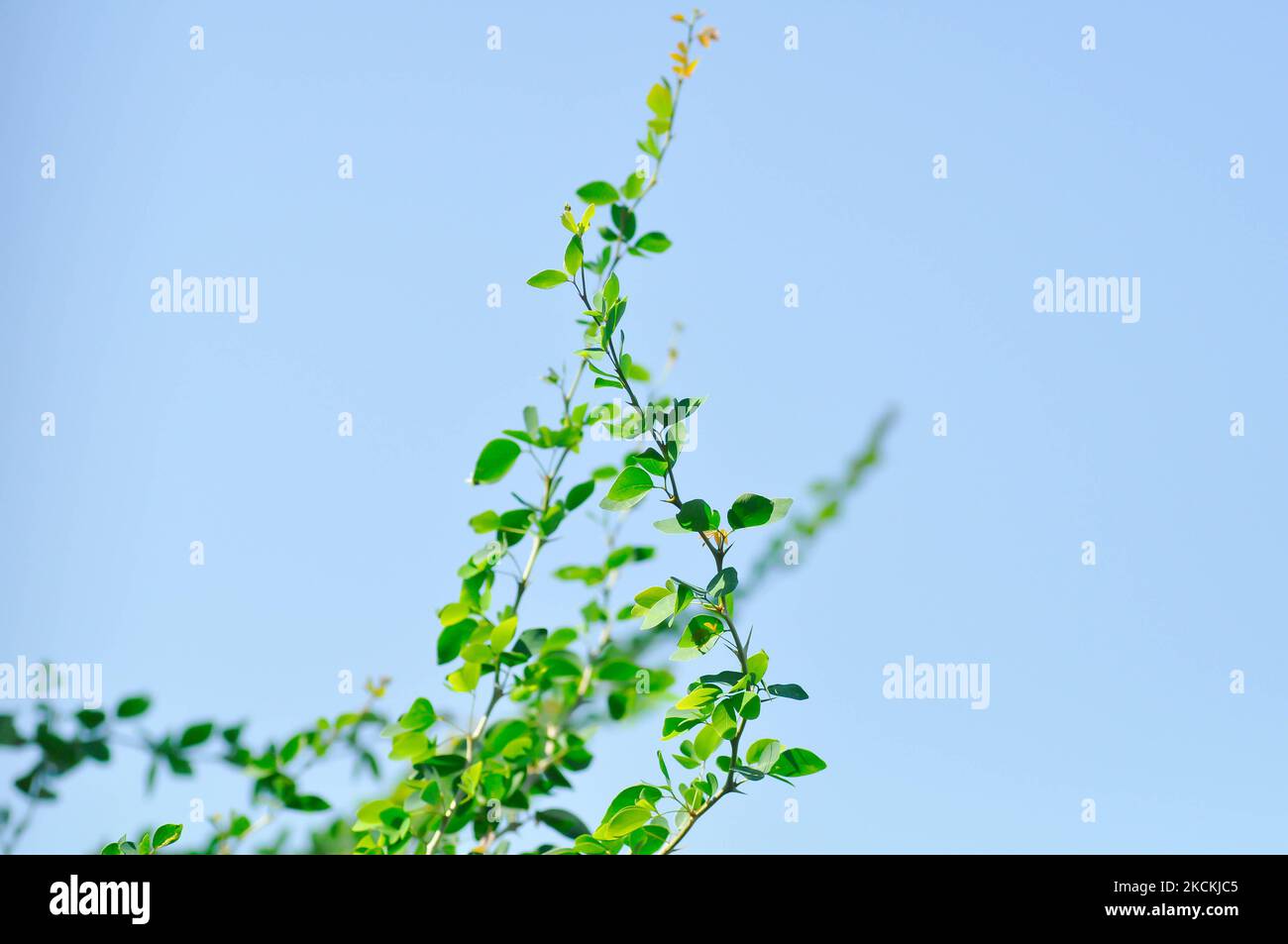 Pithecellobium dulce Roxb Benth,Madras thorn, Manila tamarind, FABACEAE plant and sky background Stock Photo