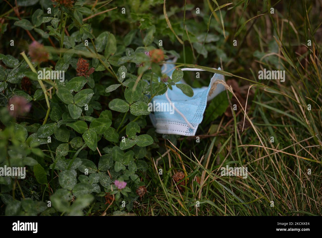 Discarded face mask lies on the grass in Edmonton downtown. On Tuesday, 31 August 2021, in Edmonton, Alberta, Canada. (Photo by Artur Widak/NurPhoto) Stock Photo