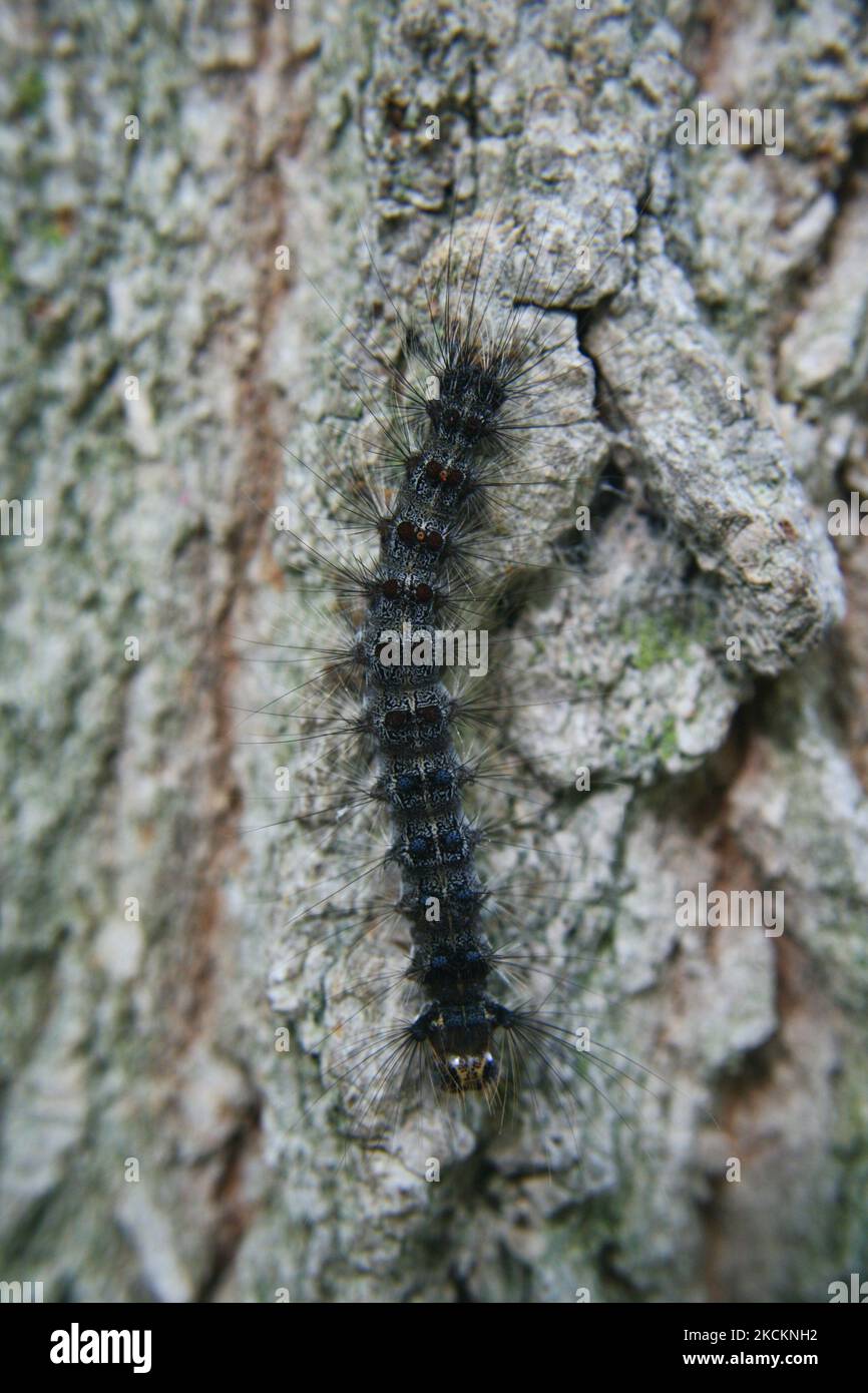 Gypsy moth caterpillar hi-res stock photography and images - Alamy