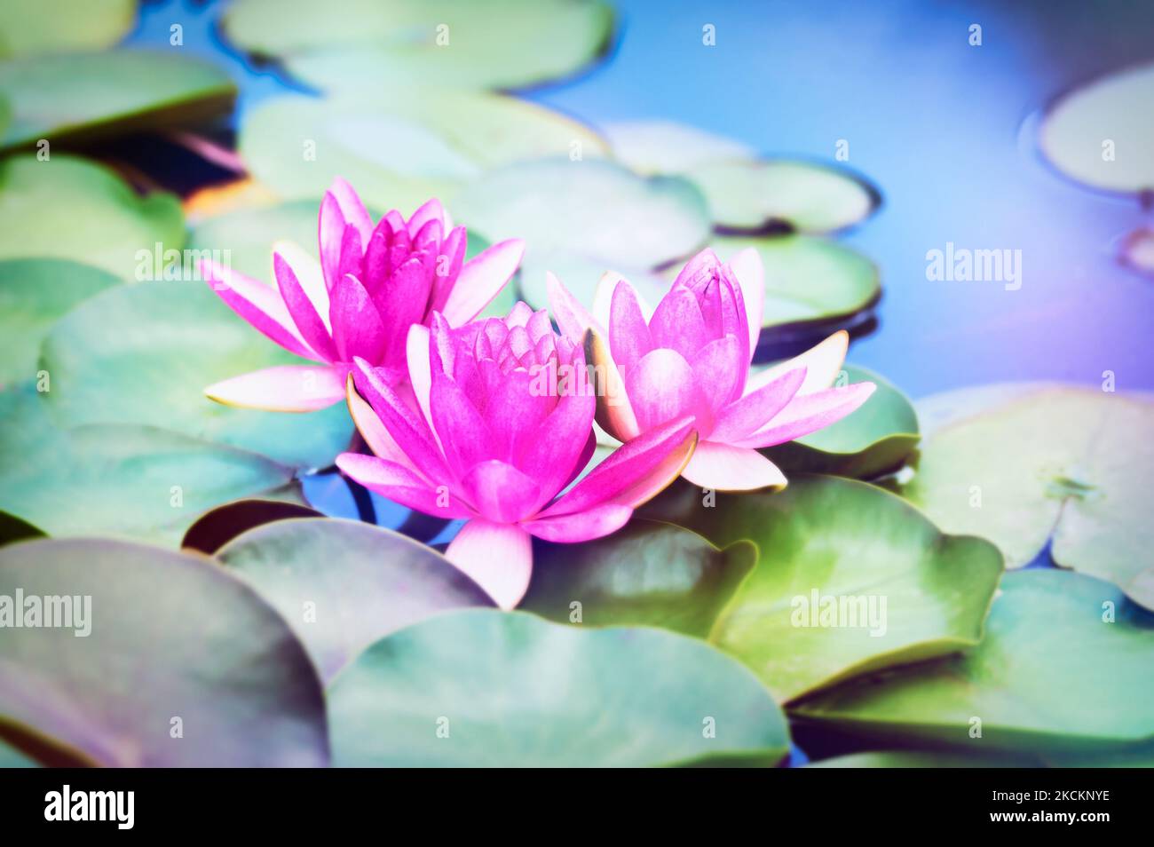 Water lily lotus flower in pond green leaves Stock Photo Alamy
