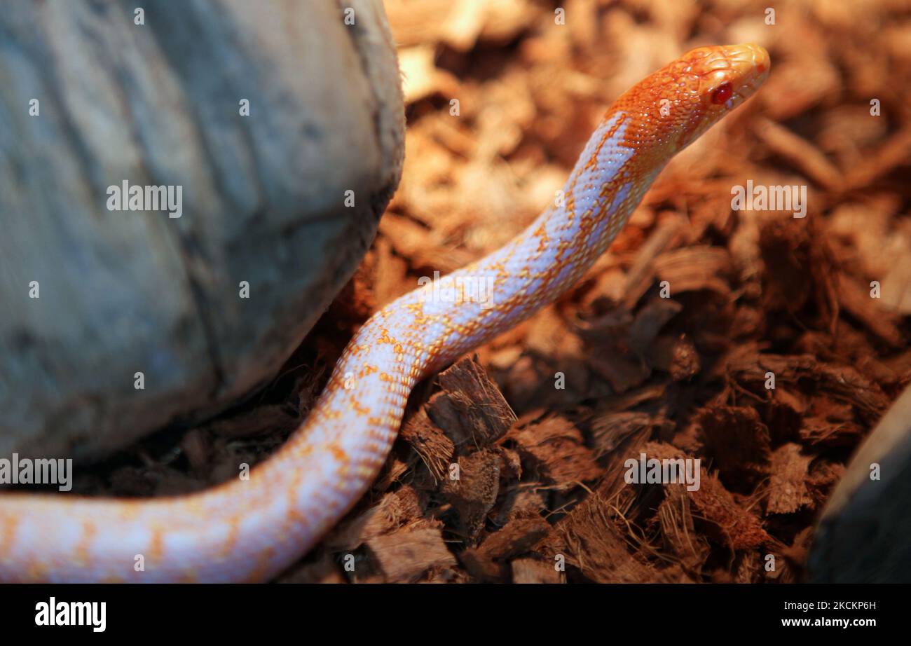 Albino San Diego Gopher snake (Pituophis catenifer annectans) on display in Toronto, Ontario, Canada. (Photo by Creative Touch Imaging Ltd./NurPhoto) Stock Photo