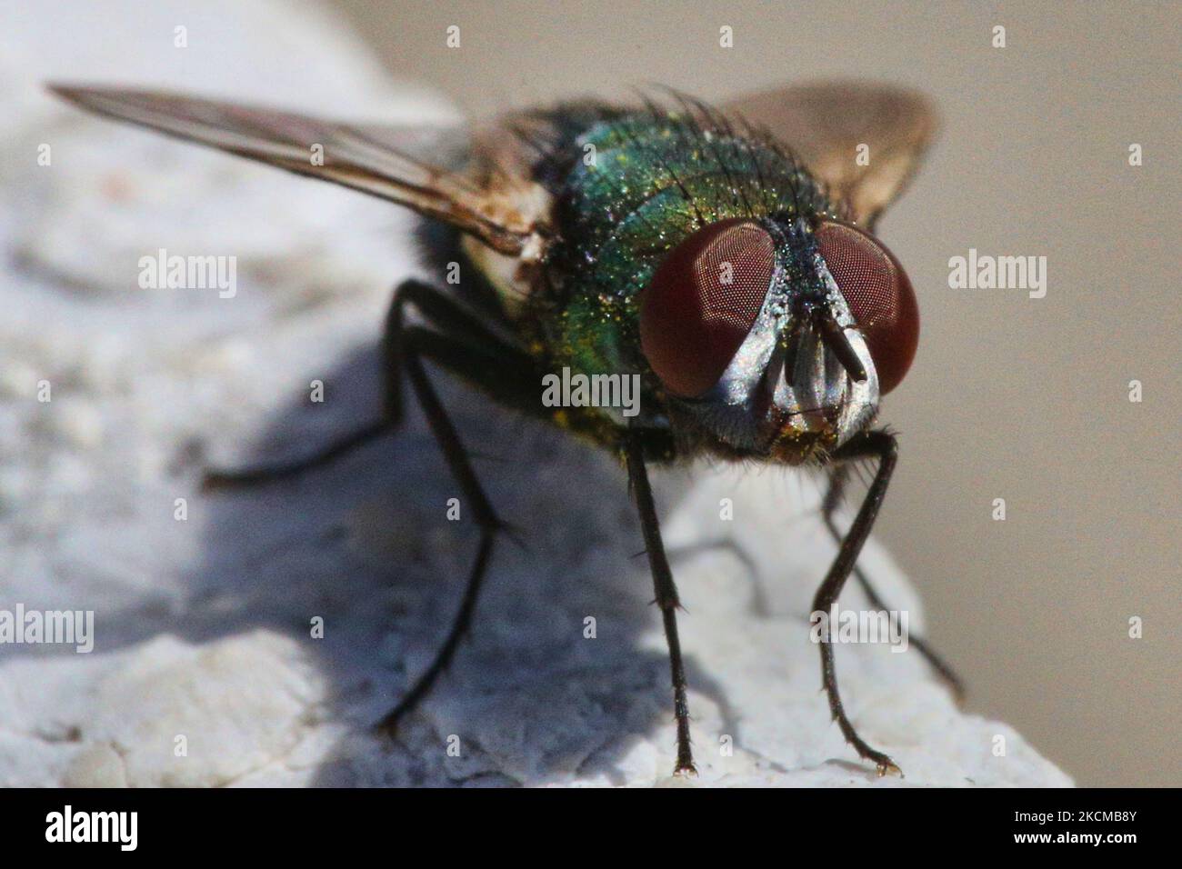 Blow fly (Calliphoridae) in Toronto, Ontario, Canada, on September 11, 2021. (Photo by Creative Touch Imaging Ltd./NurPhoto) Stock Photo