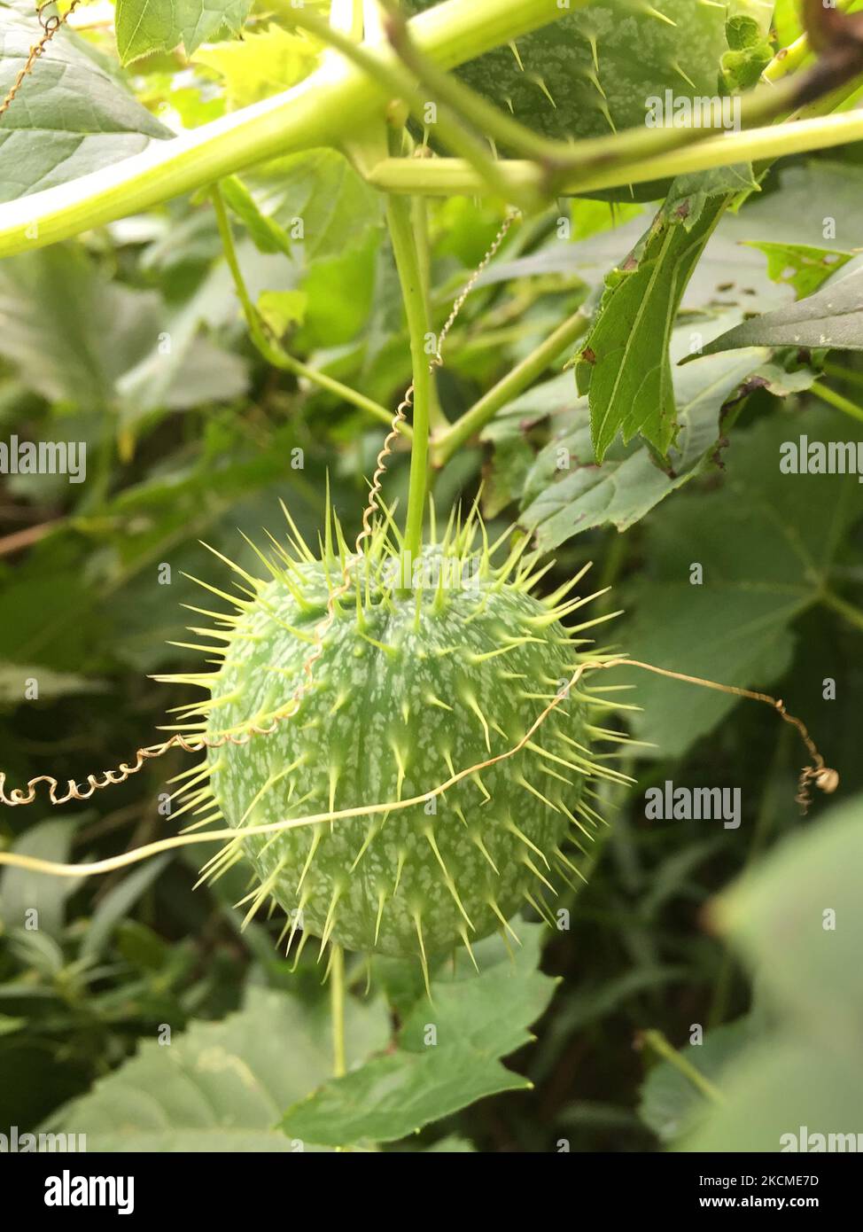 Cucumber (concombre)