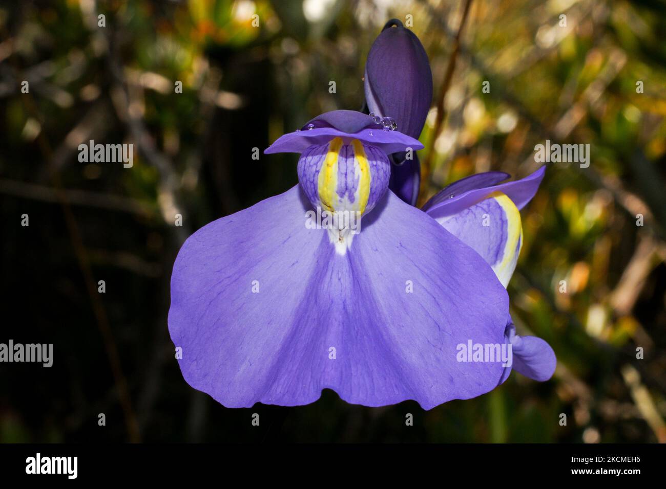 Flower of Humboldts bladderwort (Utricularia humboldtii), Amuri Tepui, Venezuela Stock Photo