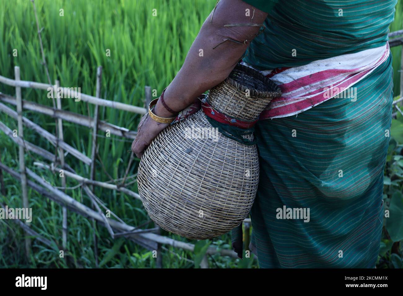 Bodo community women holding a bamboo made fish container as she is searching fish in a mud water field using traditional fishing equipment Jakoi at a village on September 15, 2021 in Baksa, India. Bodo or Boro Kachari people are the largest indigenous tribe of Assam. (Photo by David Talukdar/NurPhoto) Stock Photo