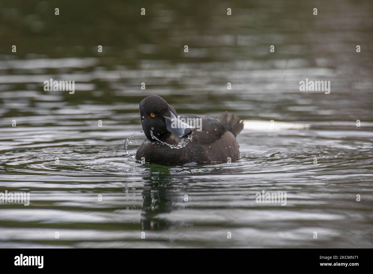 A New Zealand Scaup which is also known as Black Teal or Papango which is endemic to New Zealand swims at Groynes park in Christchurch, New Zealand, on September 17, 2021. (Photo by Sanka Vidanagama/NurPhoto) Stock Photo