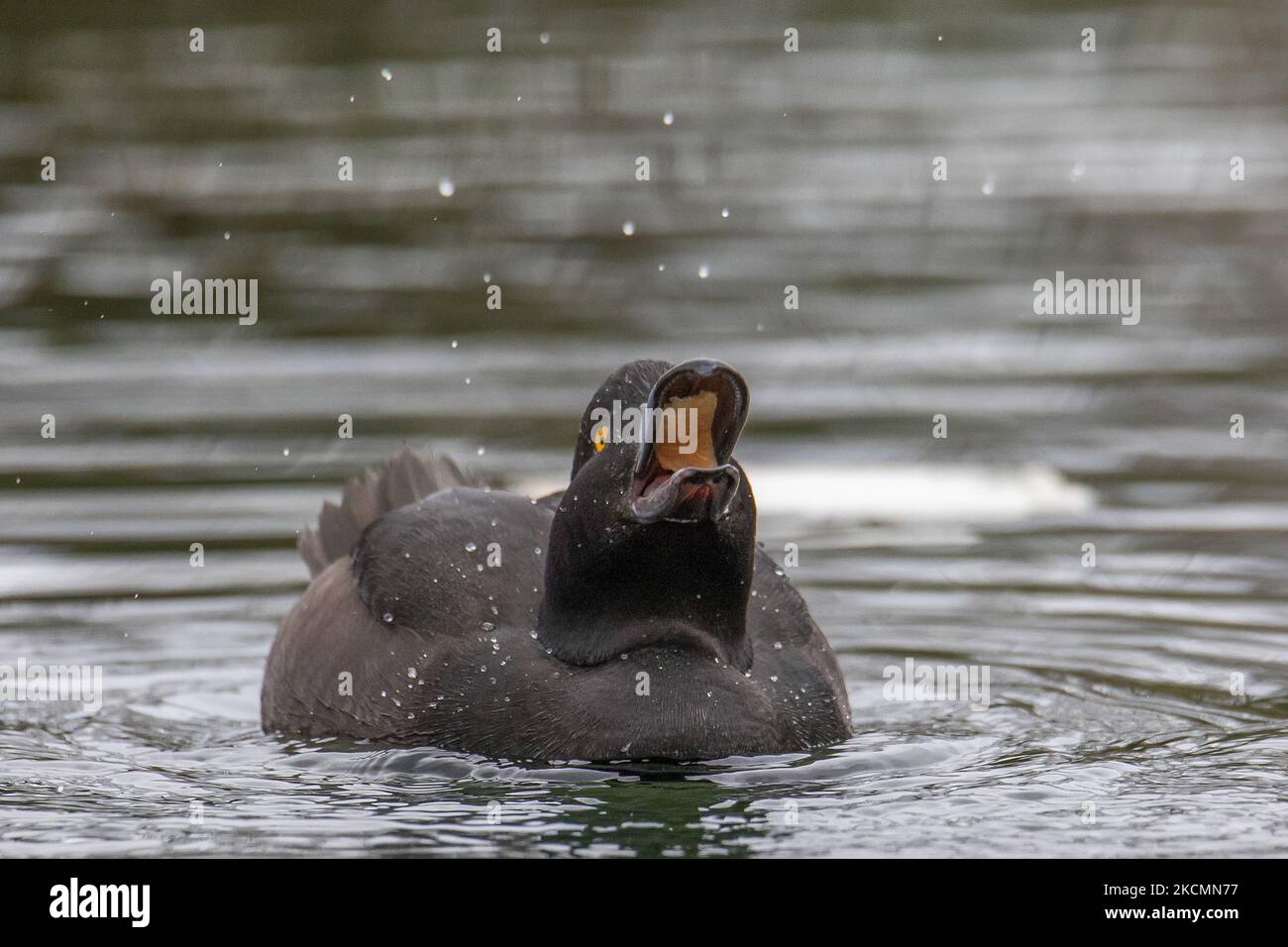 A New Zealand Scaup which is also known as Black Teal or Papango which is endemic to New Zealand swims at Groynes park in Christchurch, New Zealand, on September 17, 2021. (Photo by Sanka Vidanagama/NurPhoto) Stock Photo