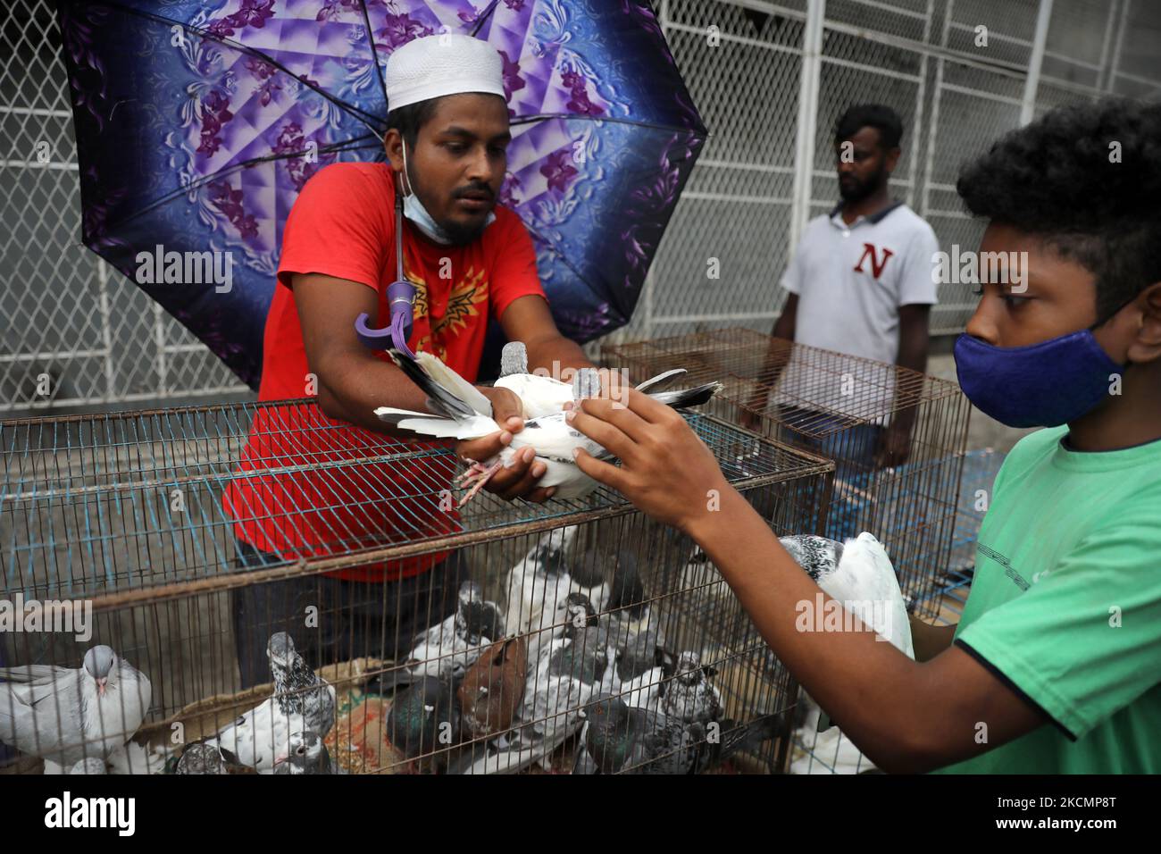 A vendor tries to sell his pigeon at a weekly pigeon market in Dhaka, Bangladesh on September 17, 2021. (Photo by Syed Mahamudur Rahman/NurPhoto) Stock Photo