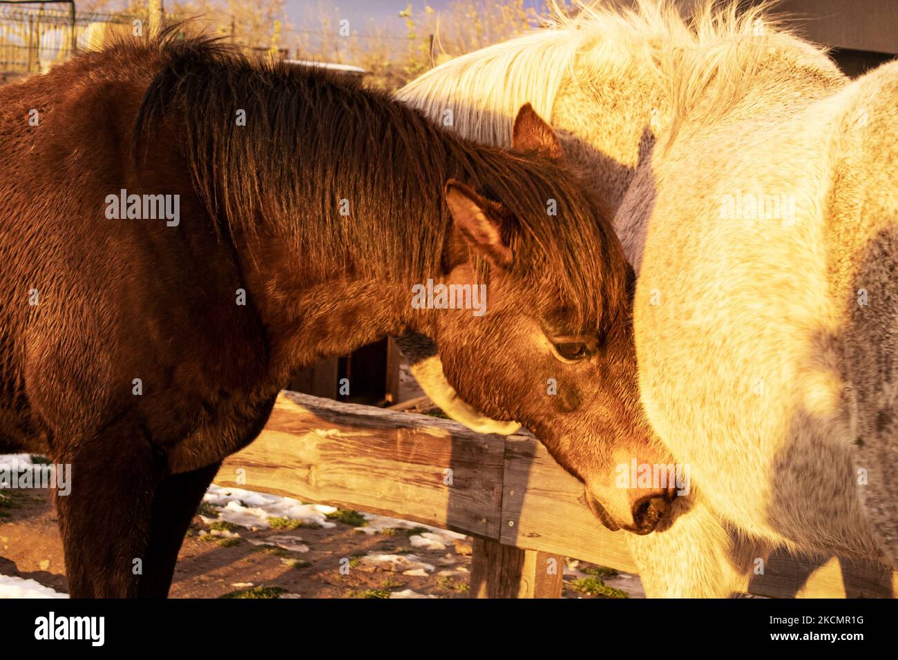 Animal head horse hires stock photography and images Alamy