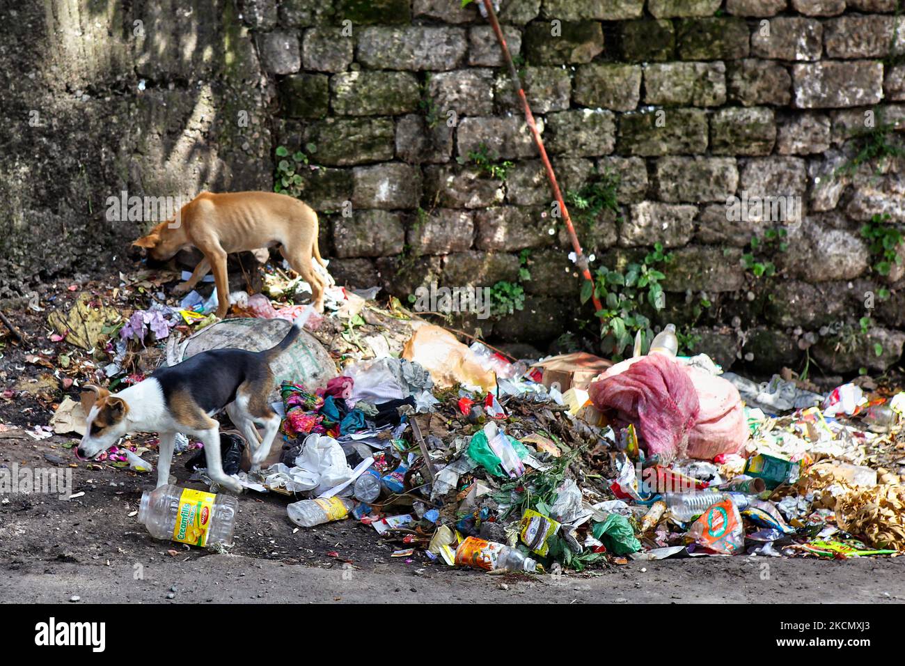 Stray dogs scavenging for food in a pile of rubbish along the roadside in Darjeeling, West Bengal, India, on May 31, 2010. (Photo by Creative Touch Imaging Ltd./NurPhoto) Stock Photo